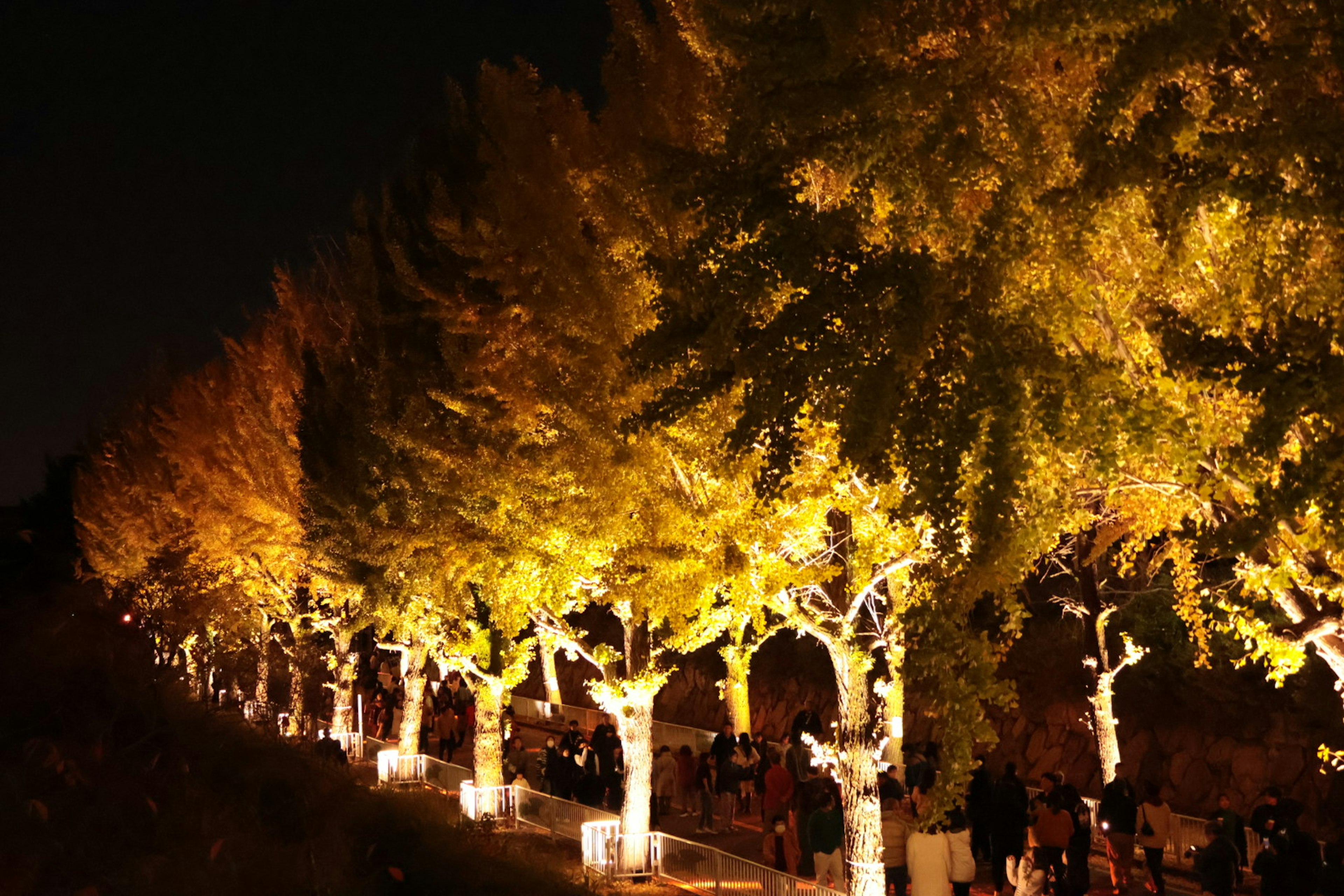 Línea de árboles de ginkgo iluminados por la noche