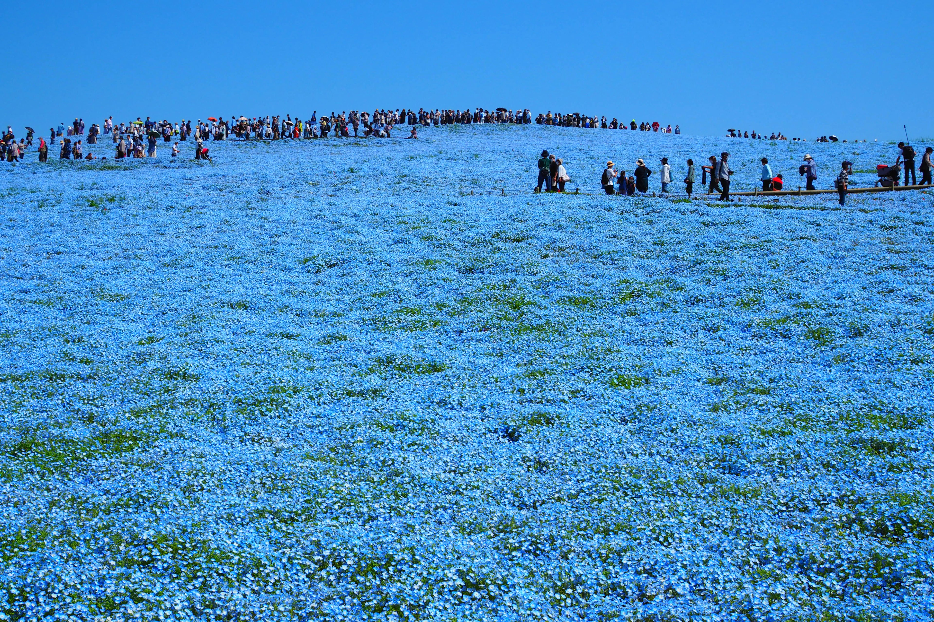 Visitors on a hill covered with blue flowers