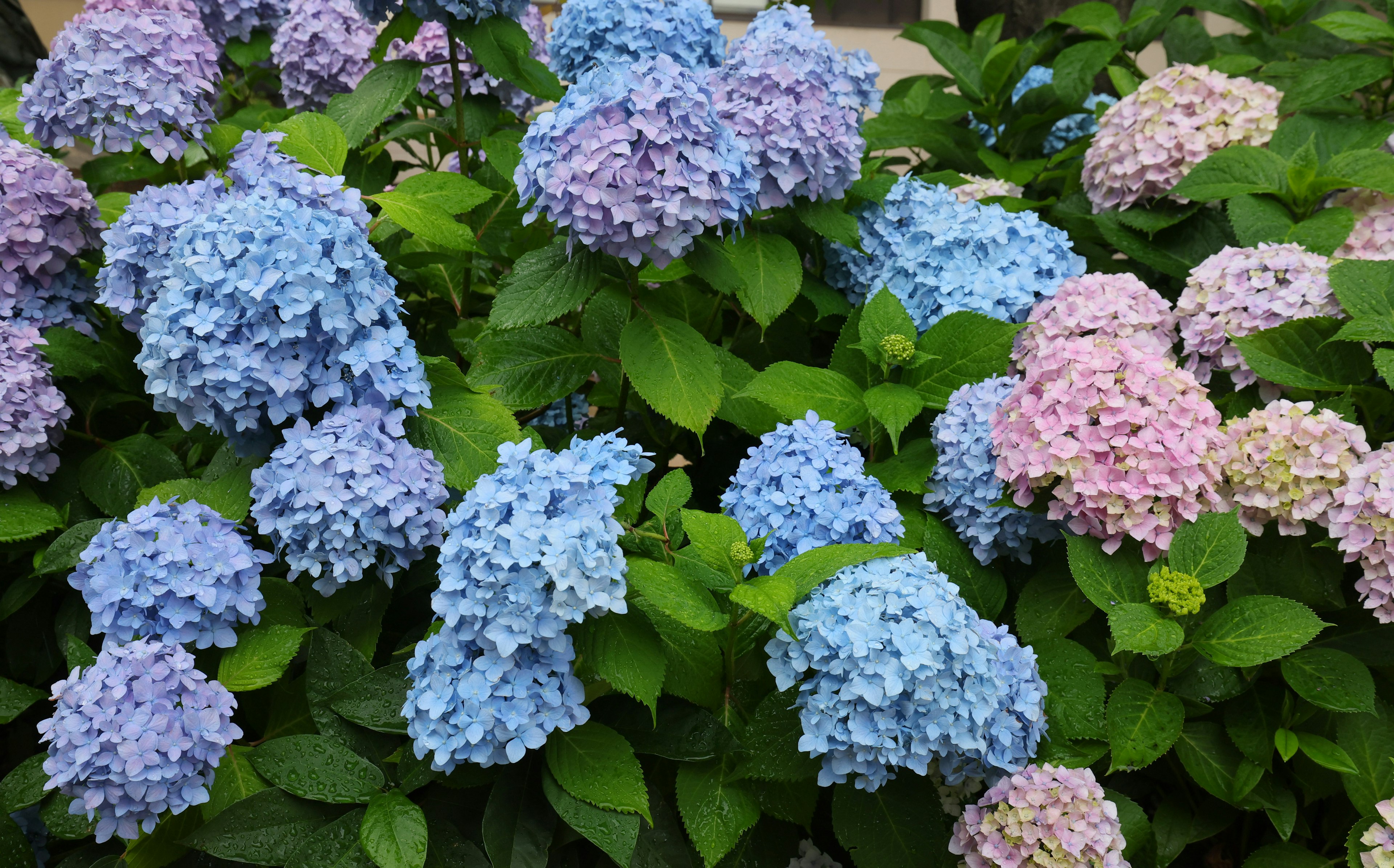 Flores de hortensia azules y rosas en flor