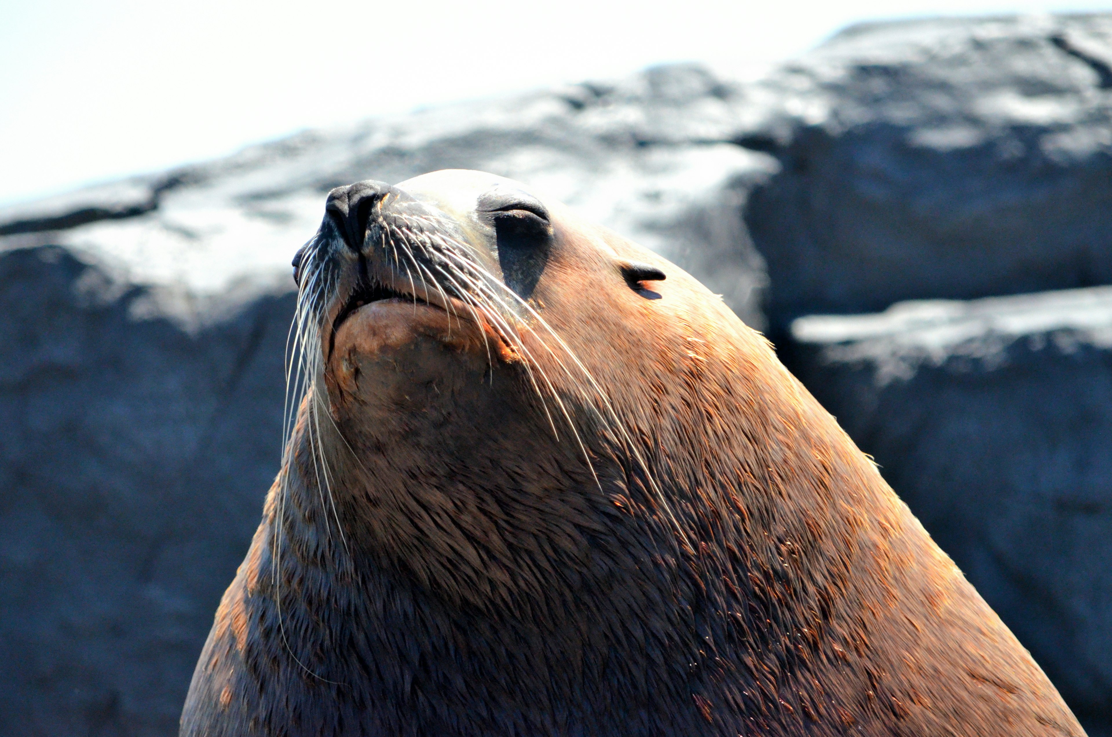 A seal looking up on a rocky surface