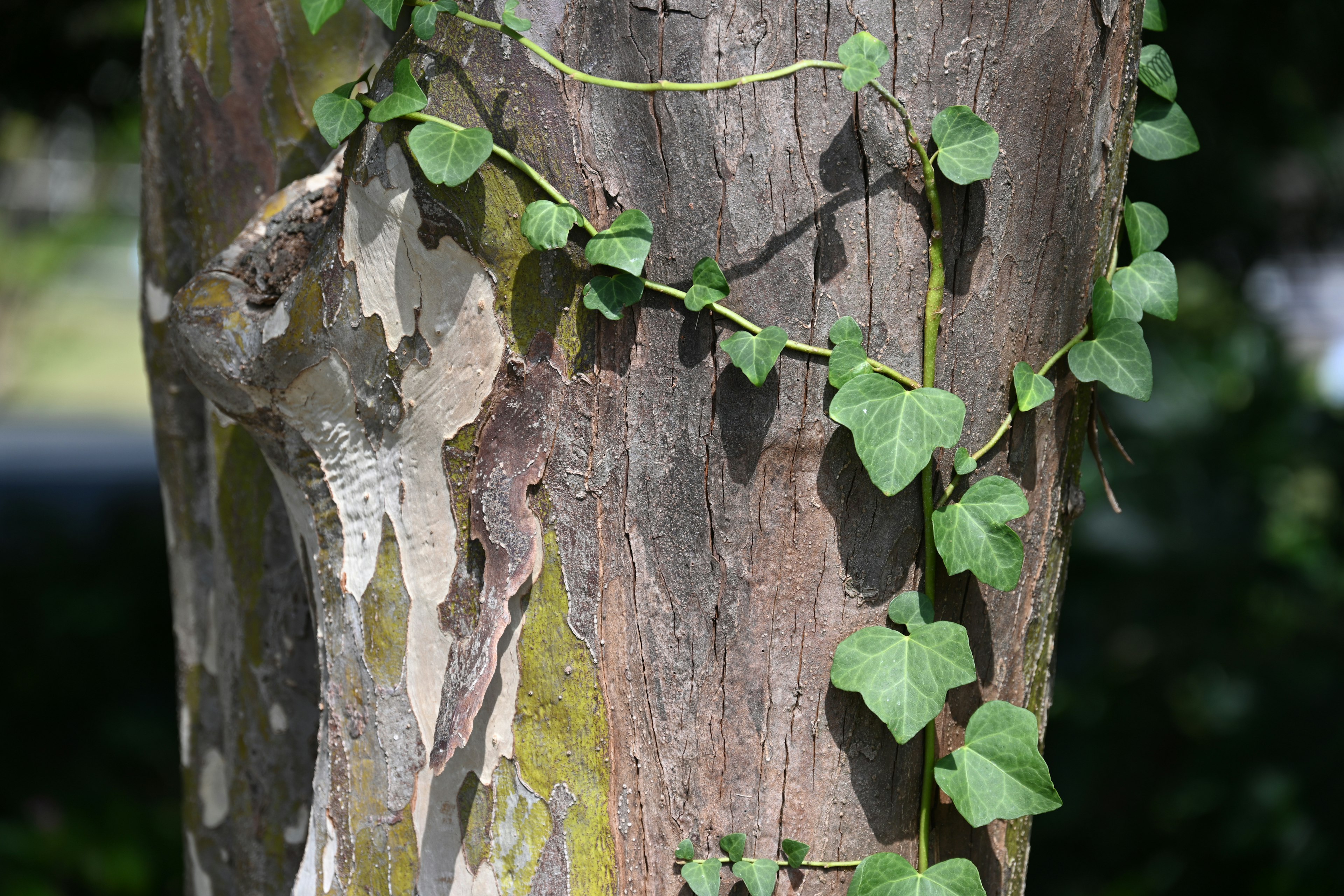 Ivy vine climbing on a tree trunk with textured bark