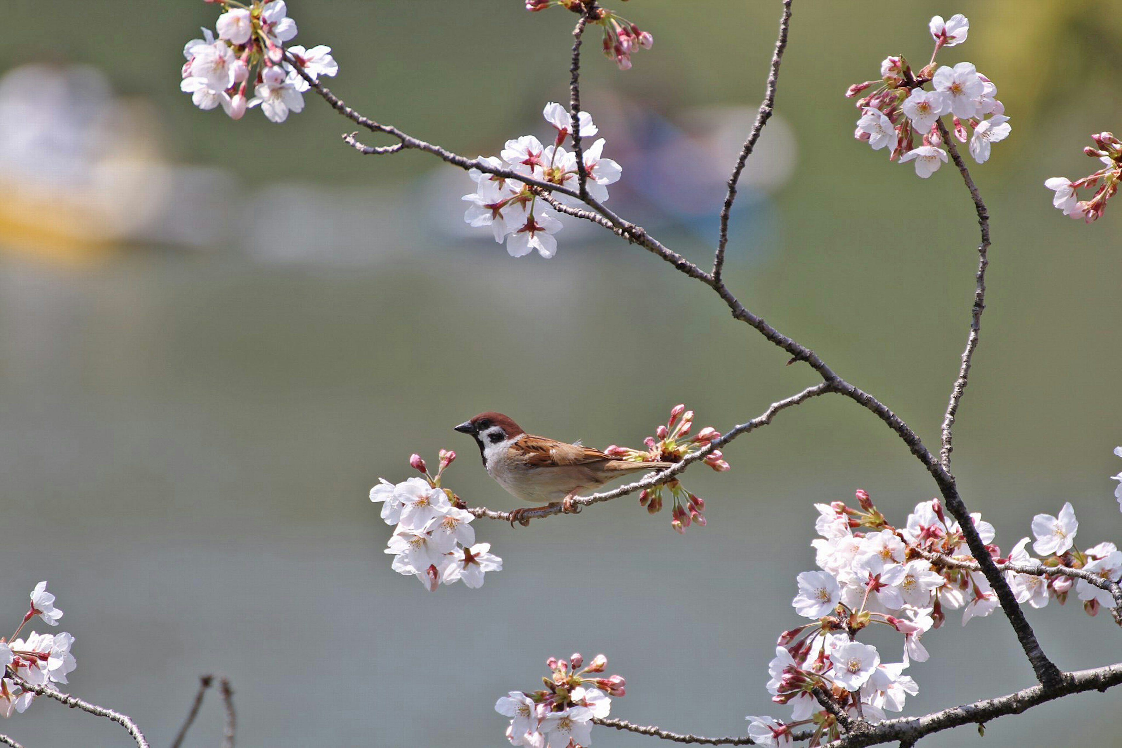 Spatz auf einem Kirschbaumzweig mit verschwommener Wasseroberfläche und Kajaks im Hintergrund