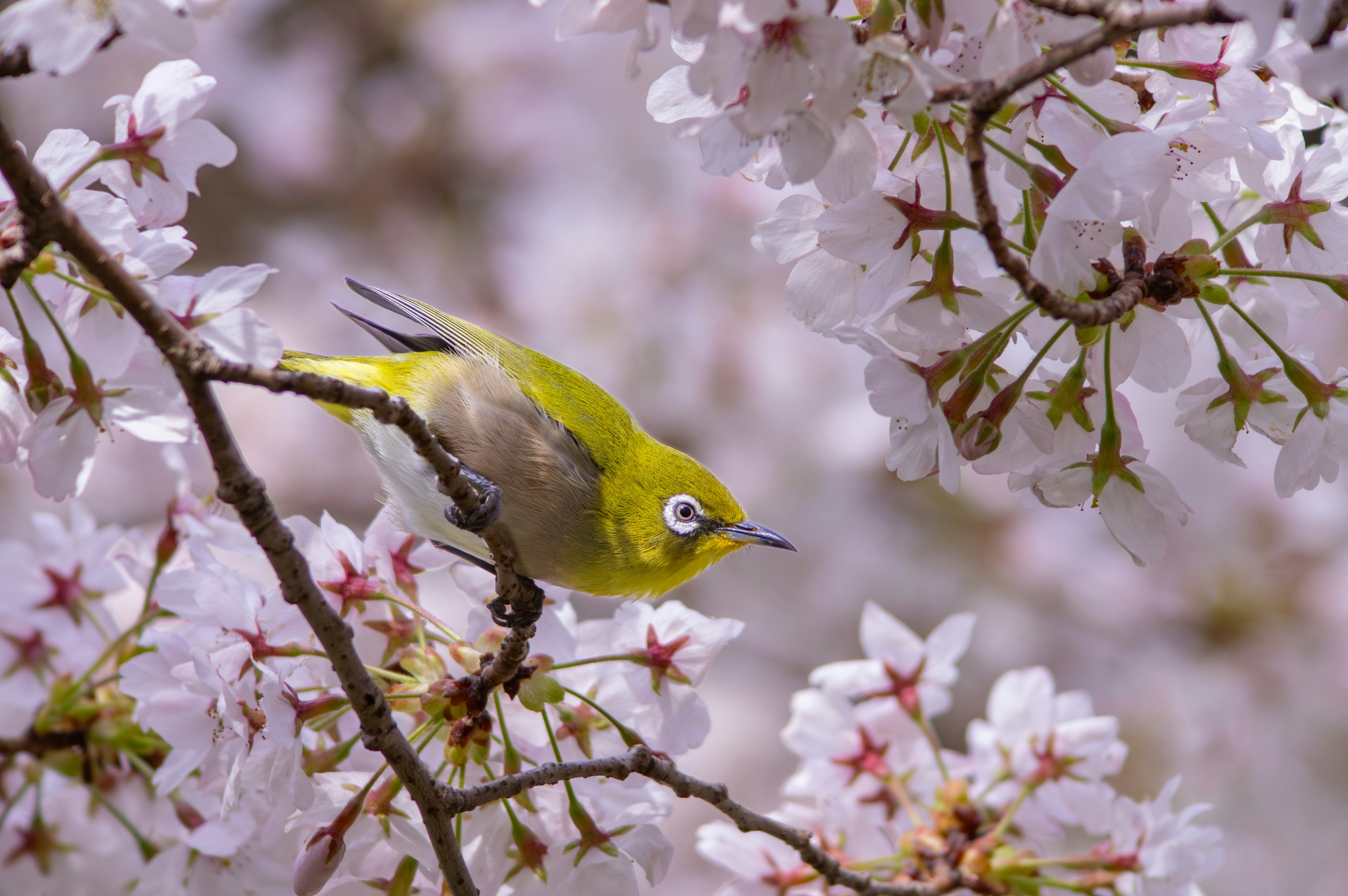 Un petit oiseau vert perché sur une branche parmi les cerisiers en fleurs