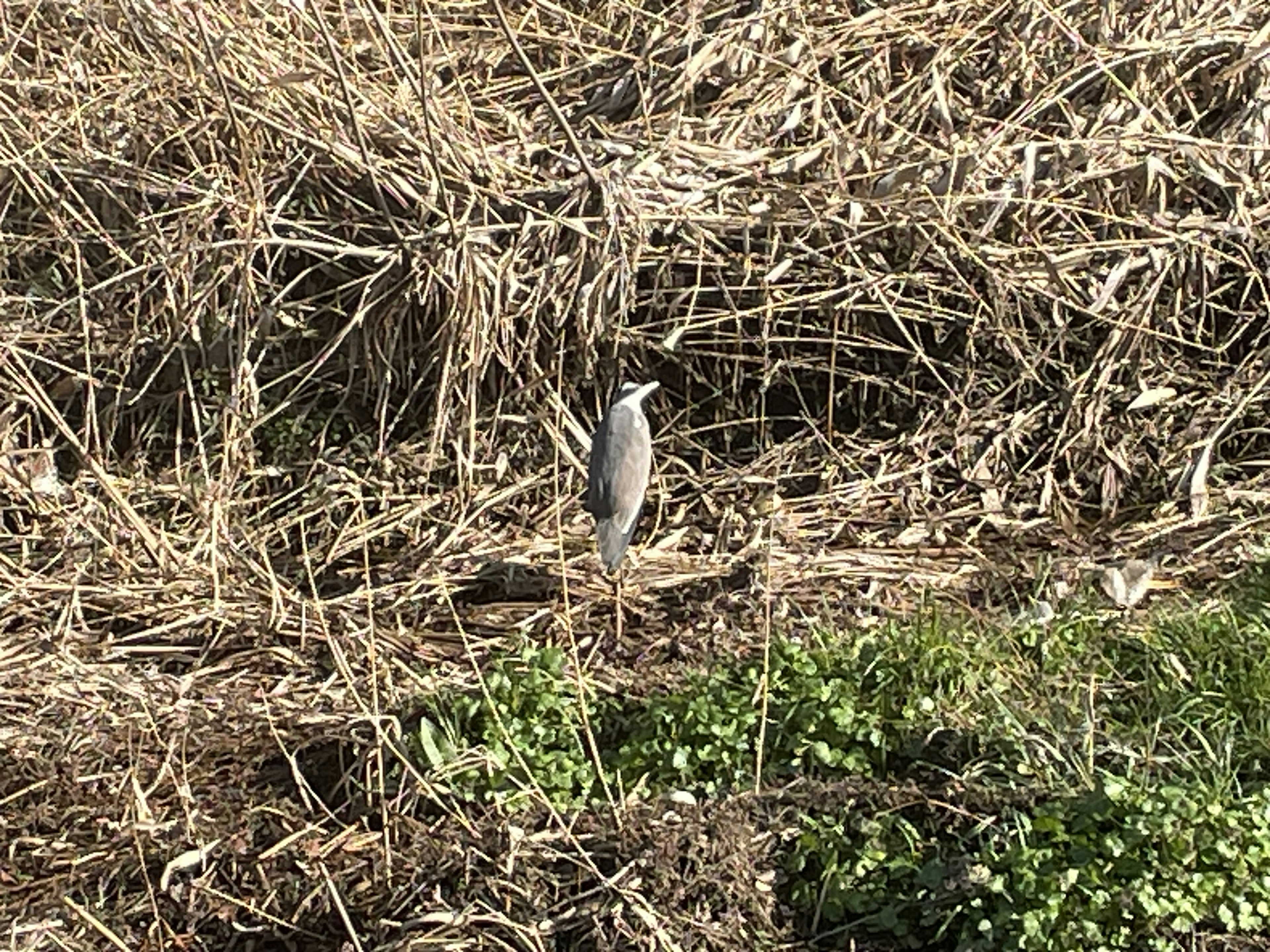 Un oiseau se tenant parmi des herbes sèches dans un cadre naturel