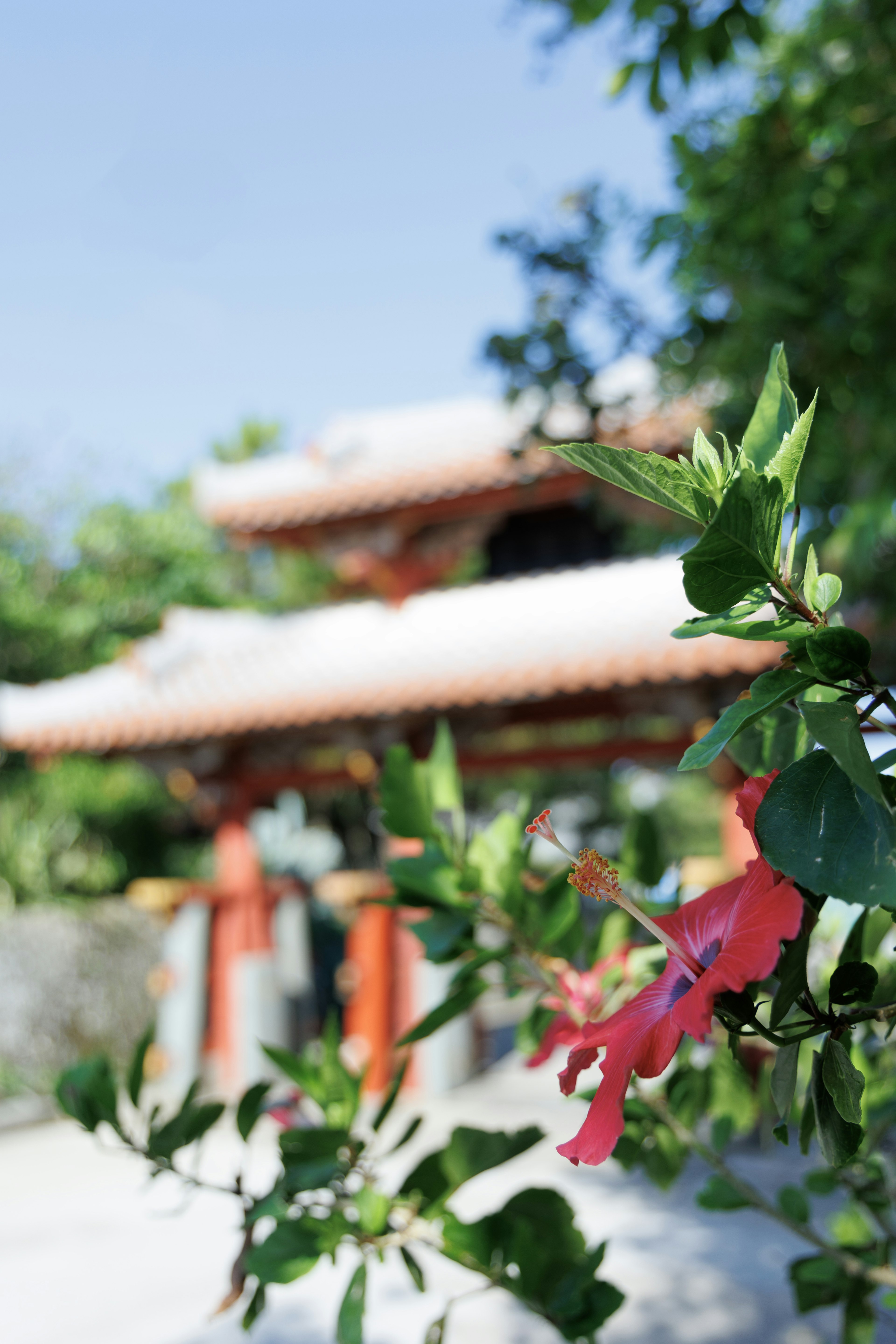 A vibrant red flower with green leaves in front of a Japanese garden gate