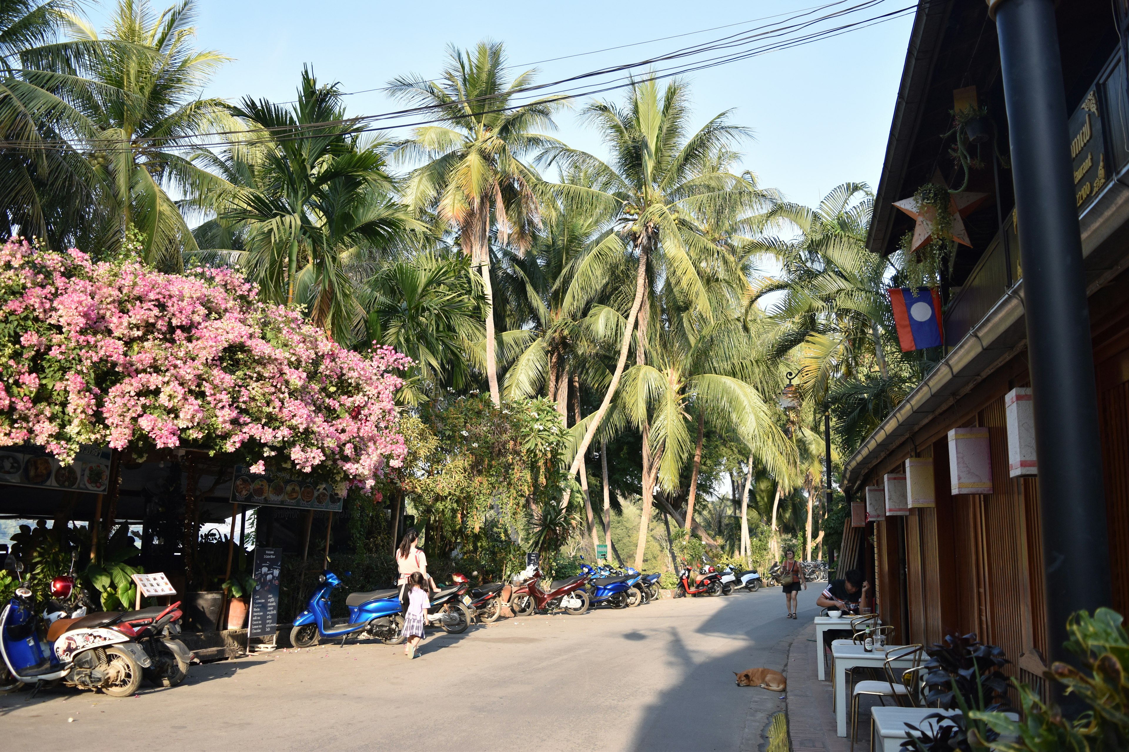 ถนนที่มีต้นมะพร้าวและดอกไม้สีชมพูมีมอเตอร์ไซค์สีน้ำเงินจอดอยู่