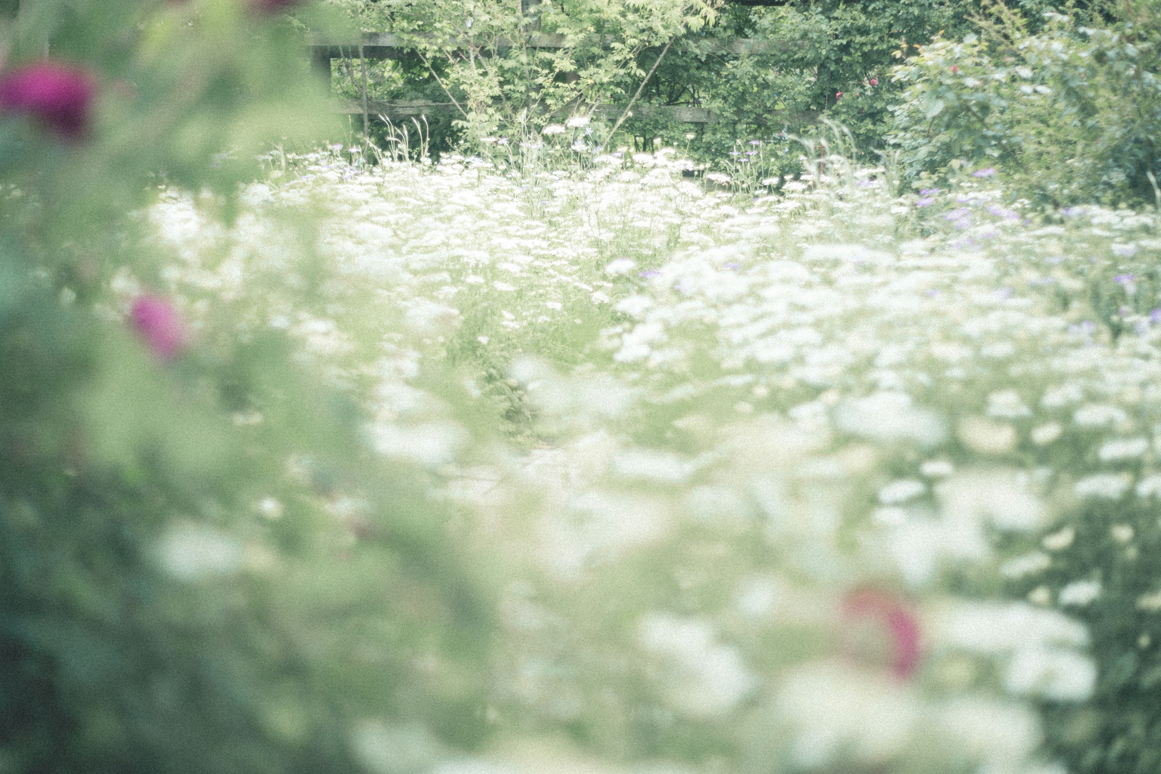 Eine verschwommene Landschaft mit weißen Blumen und grünem Hintergrund