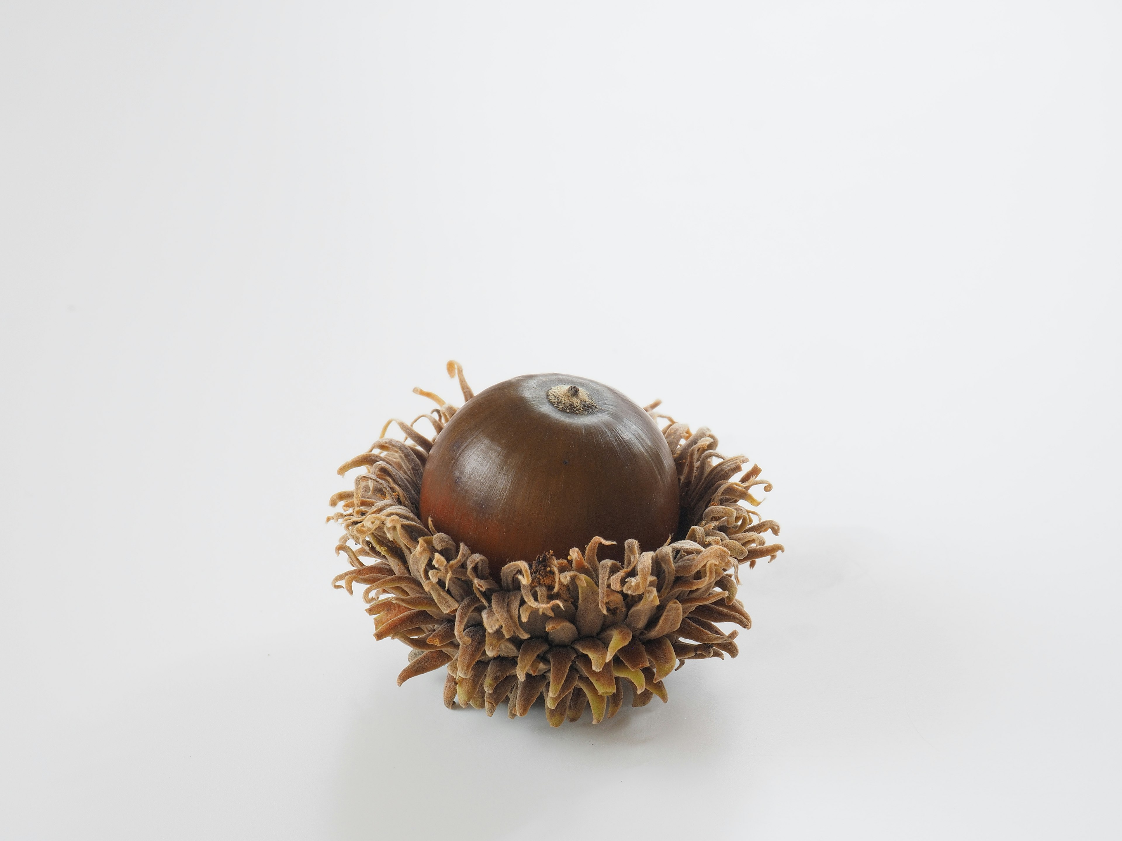 Brown acorn surrounded by shredded wood fibers