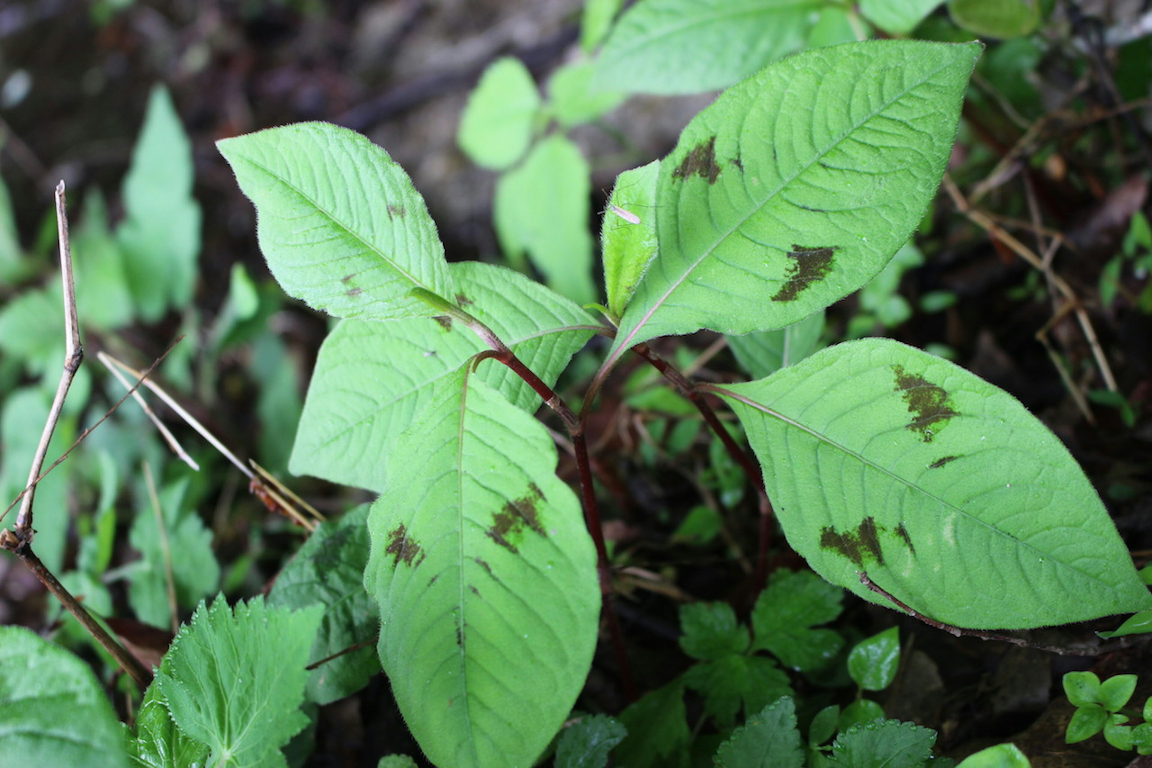 Close-up daun hijau dengan bercak gelap pada tanaman