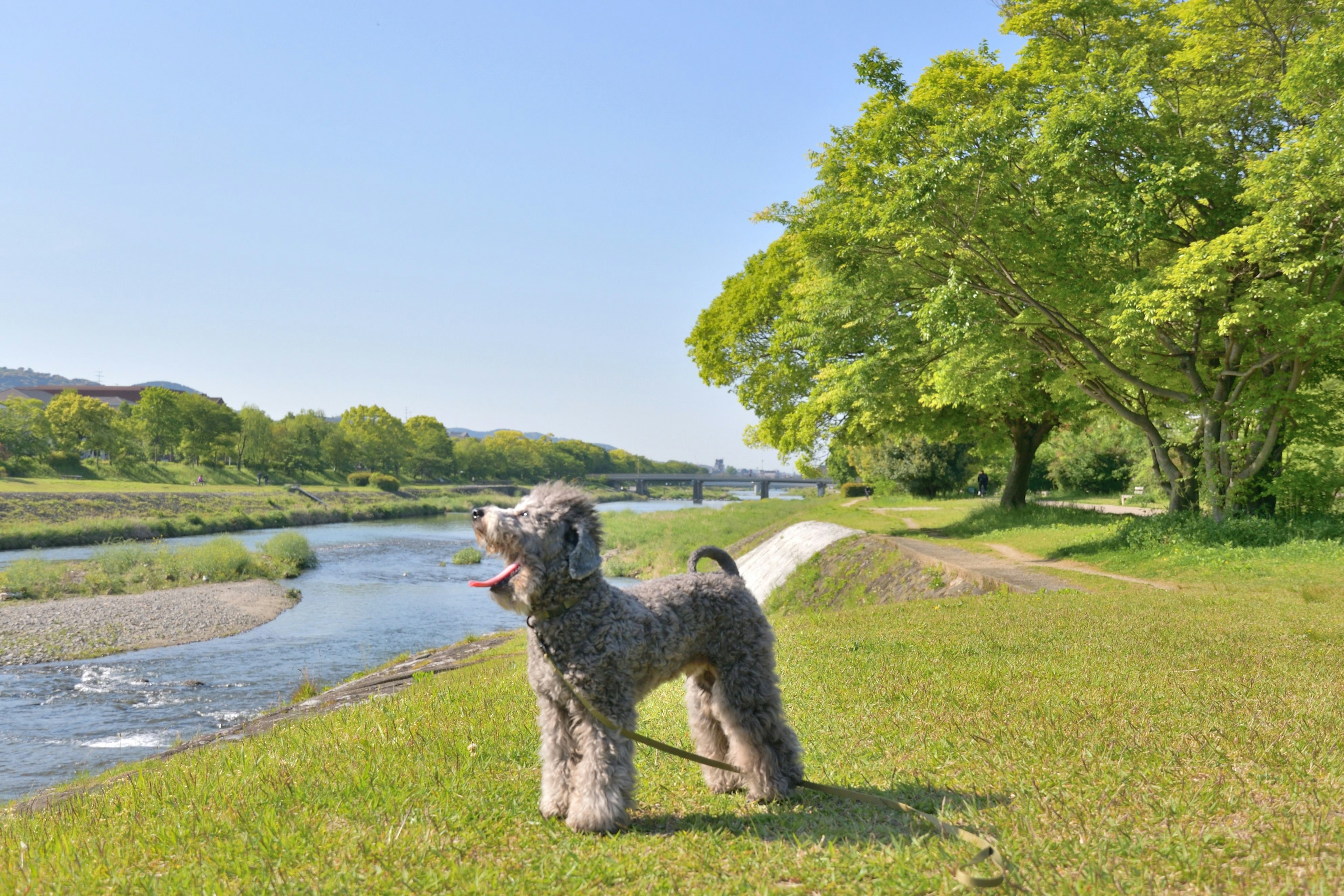 Perro gris de pie cerca de un río con árboles verdes