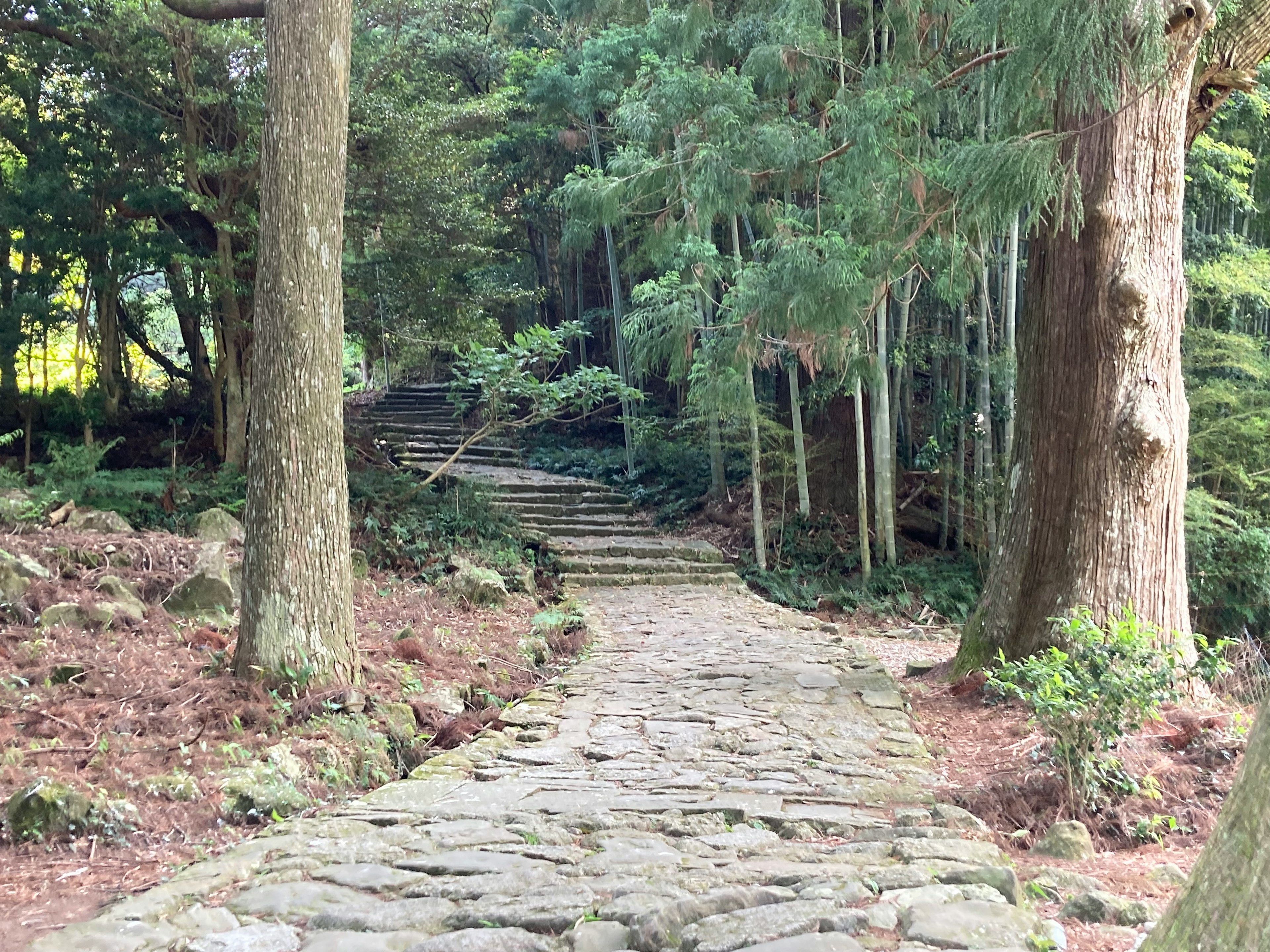 Stone path winding through lush greenery and trees