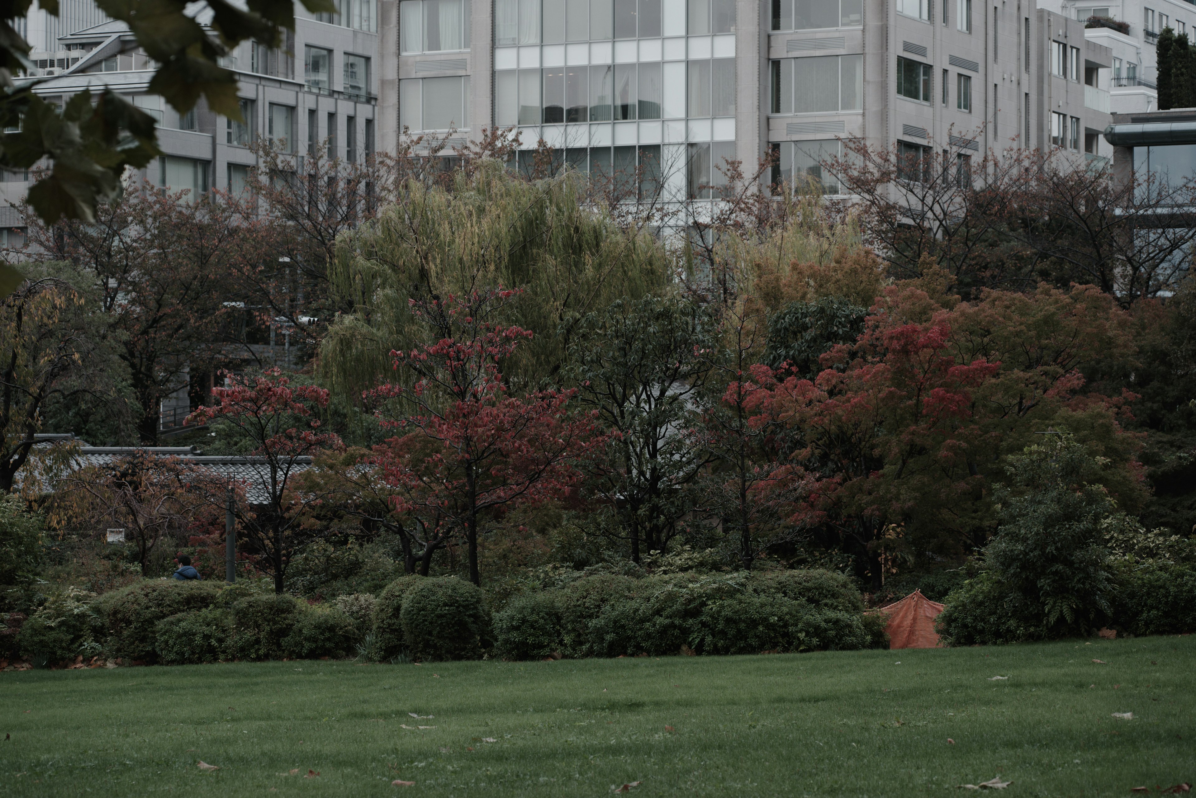 Green park lawn with autumn foliage trees and modern buildings in the background