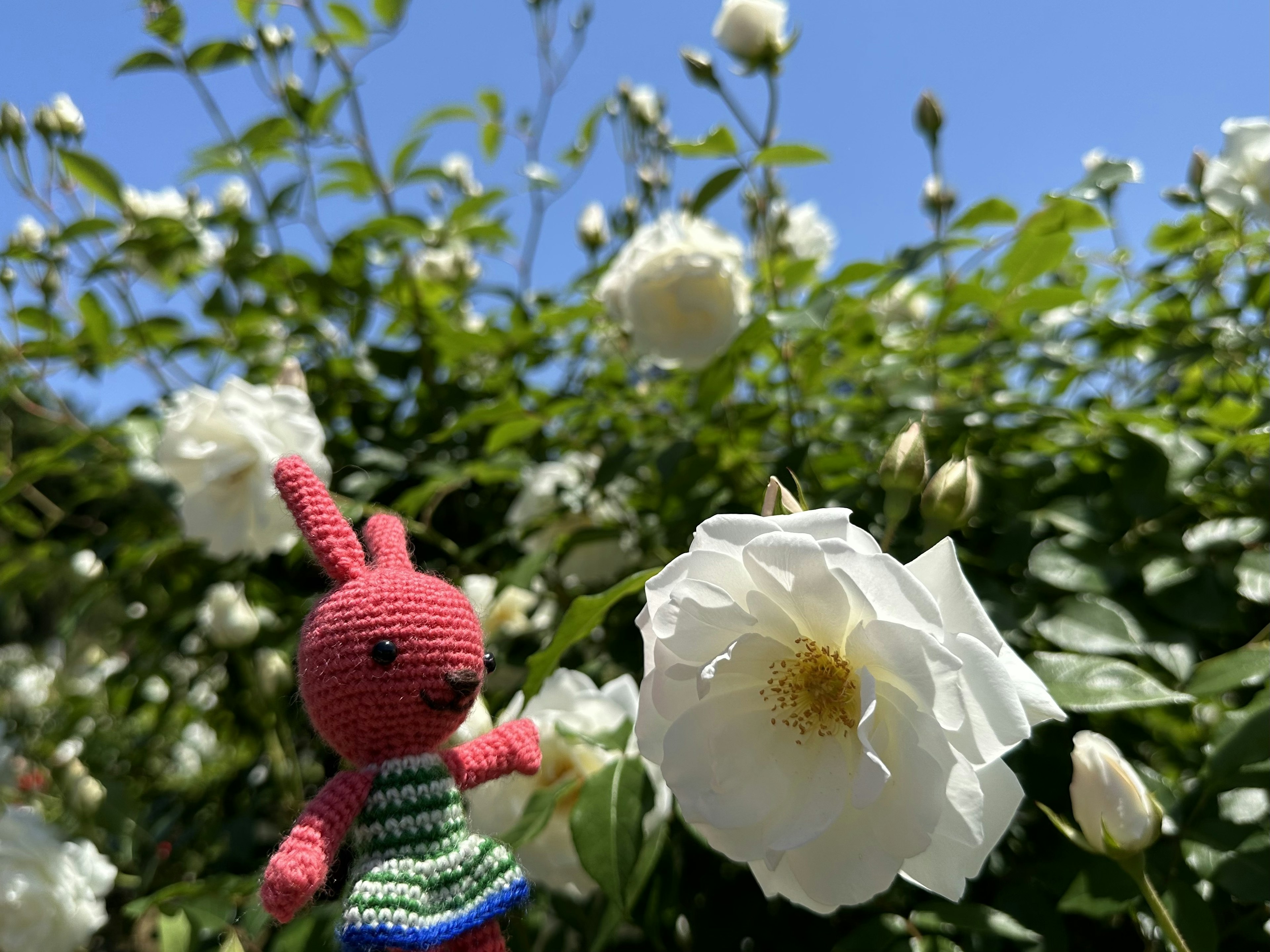 Un juguete de peluche colorido en forma de conejo al lado de un arbusto de rosas blancas bajo un cielo azul claro