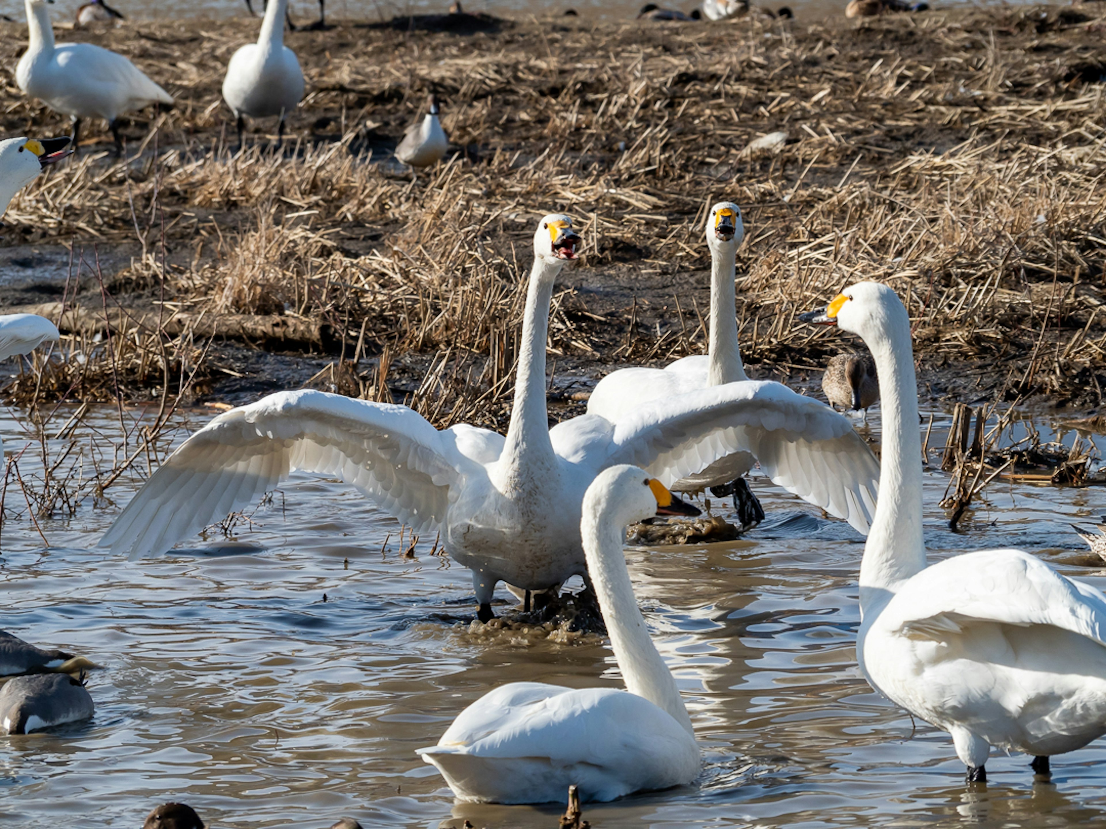 Swans gathered in a wetland area with one swan spreading its wings