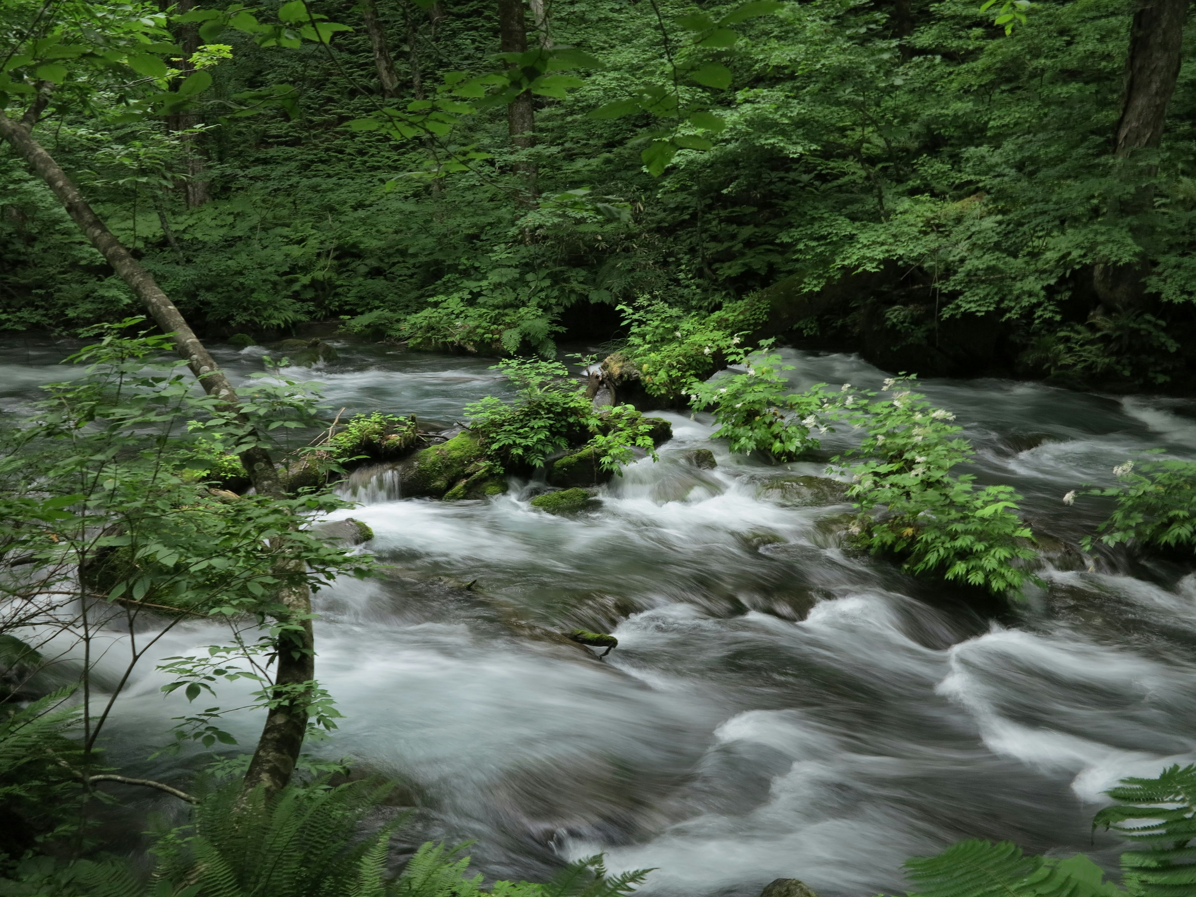 Un arroyo sereno que fluye a través de un bosque verde frondoso