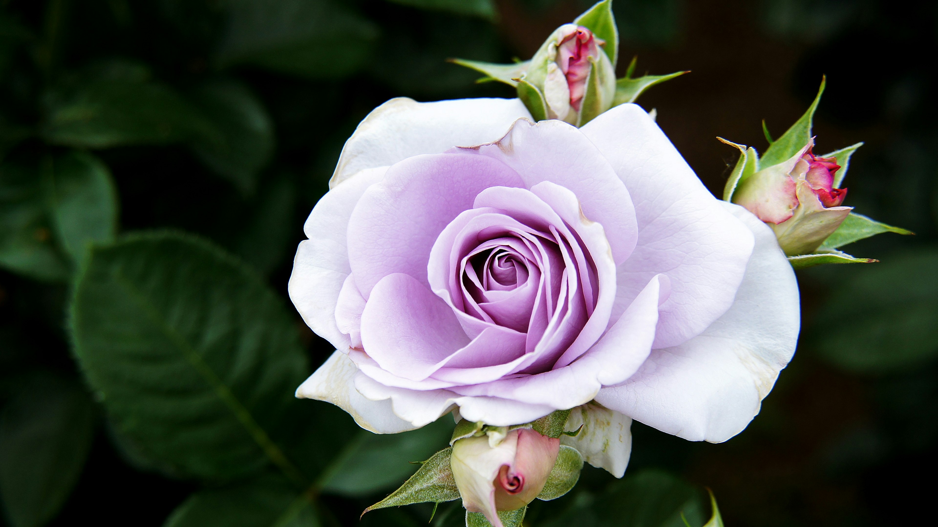 薄紫色のバラの花とつぼみが緑の葉に囲まれた美しい景色