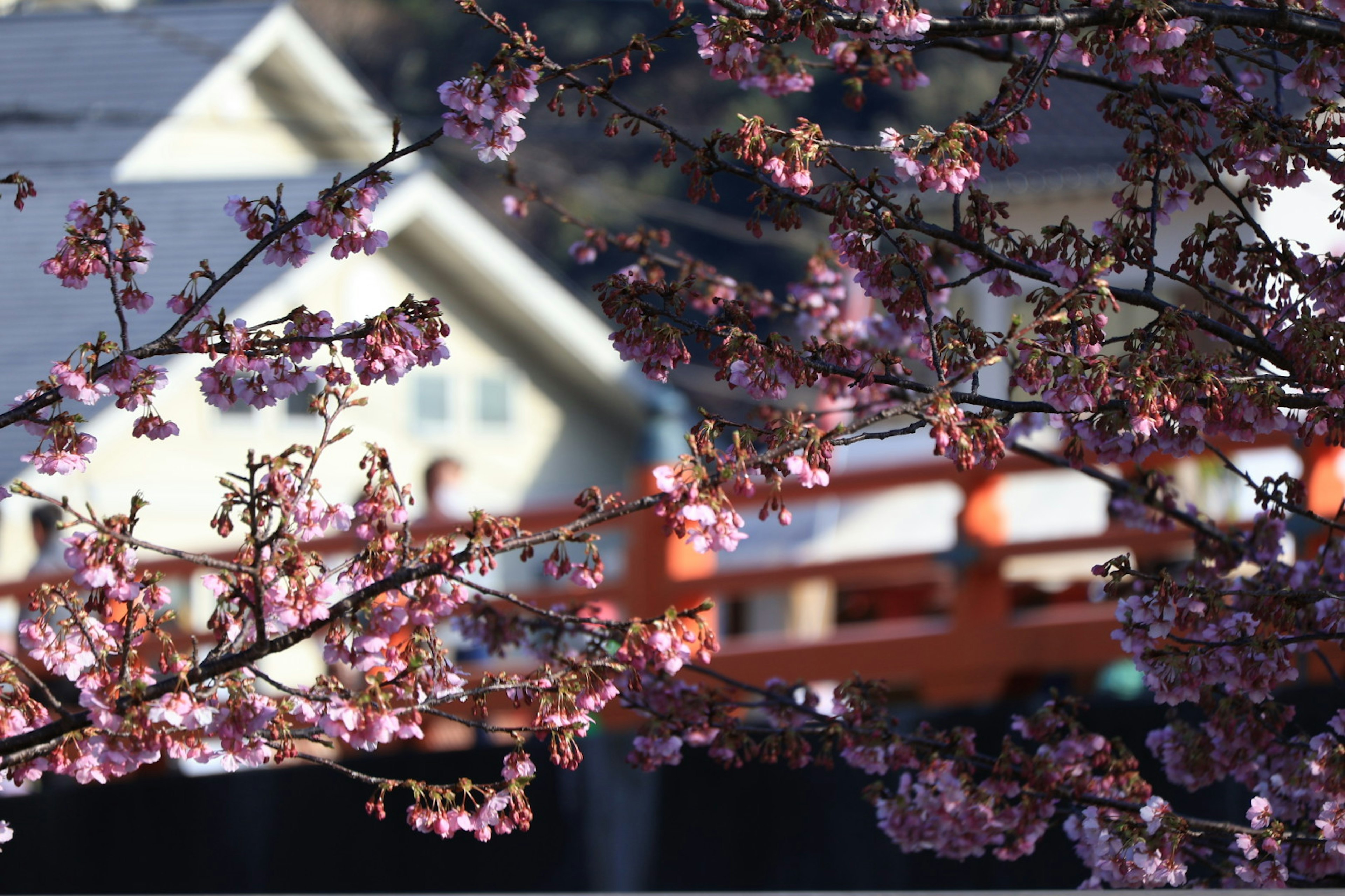 Fleurs de cerisier encadrant un pont avec une maison en arrière-plan