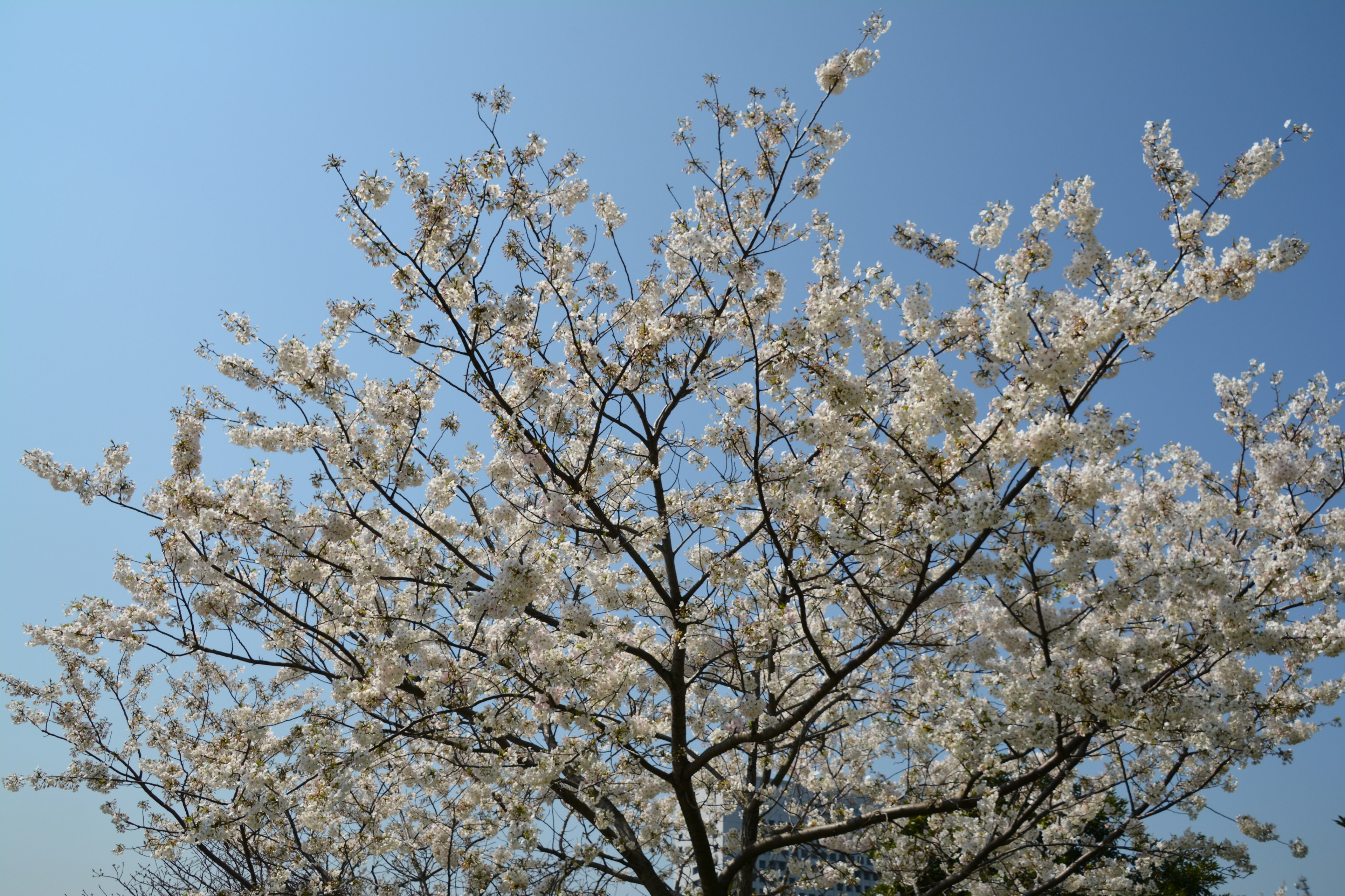 Pohon sakura berbunga putih di bawah langit biru