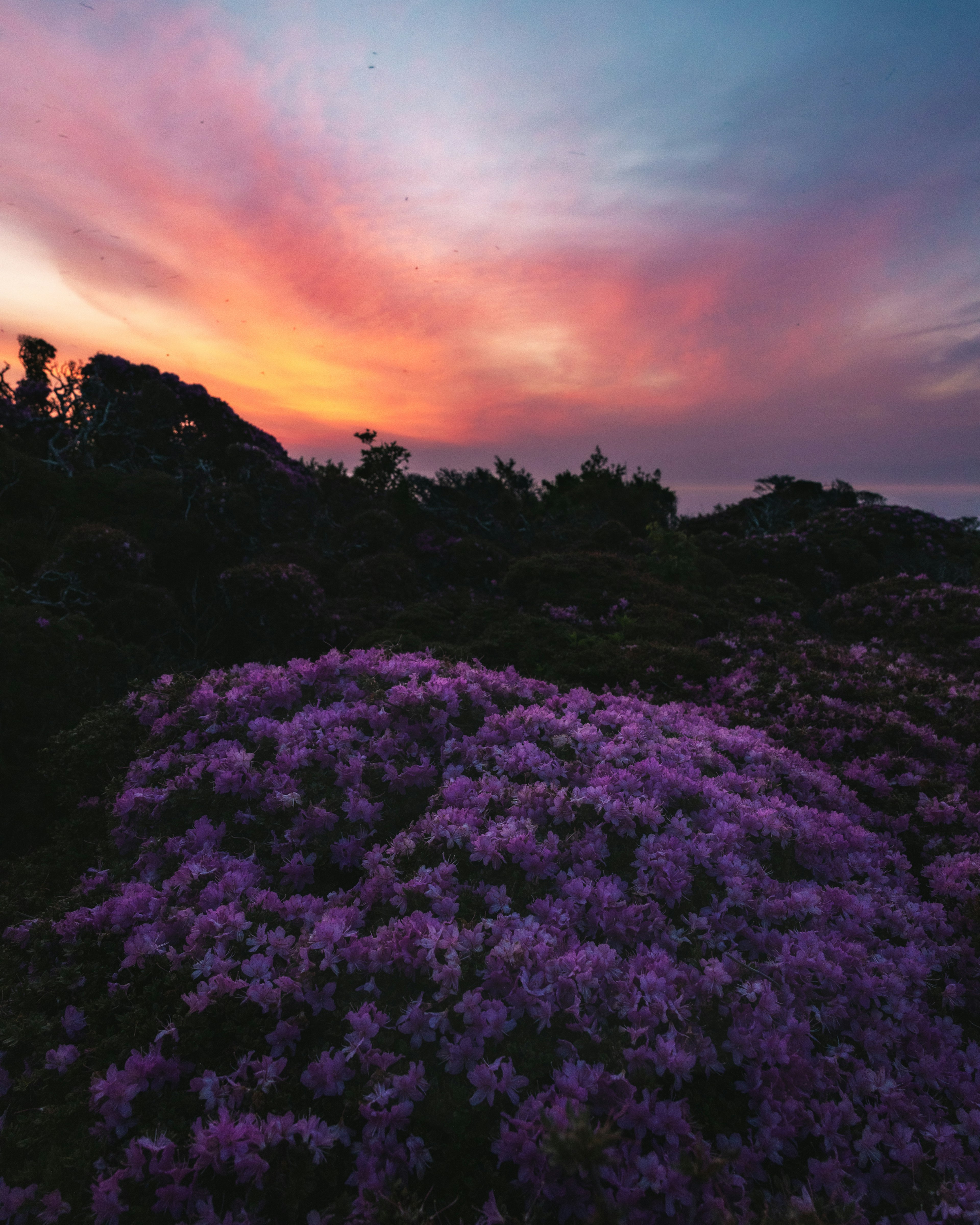 夕焼けの空と紫色の花が広がる風景