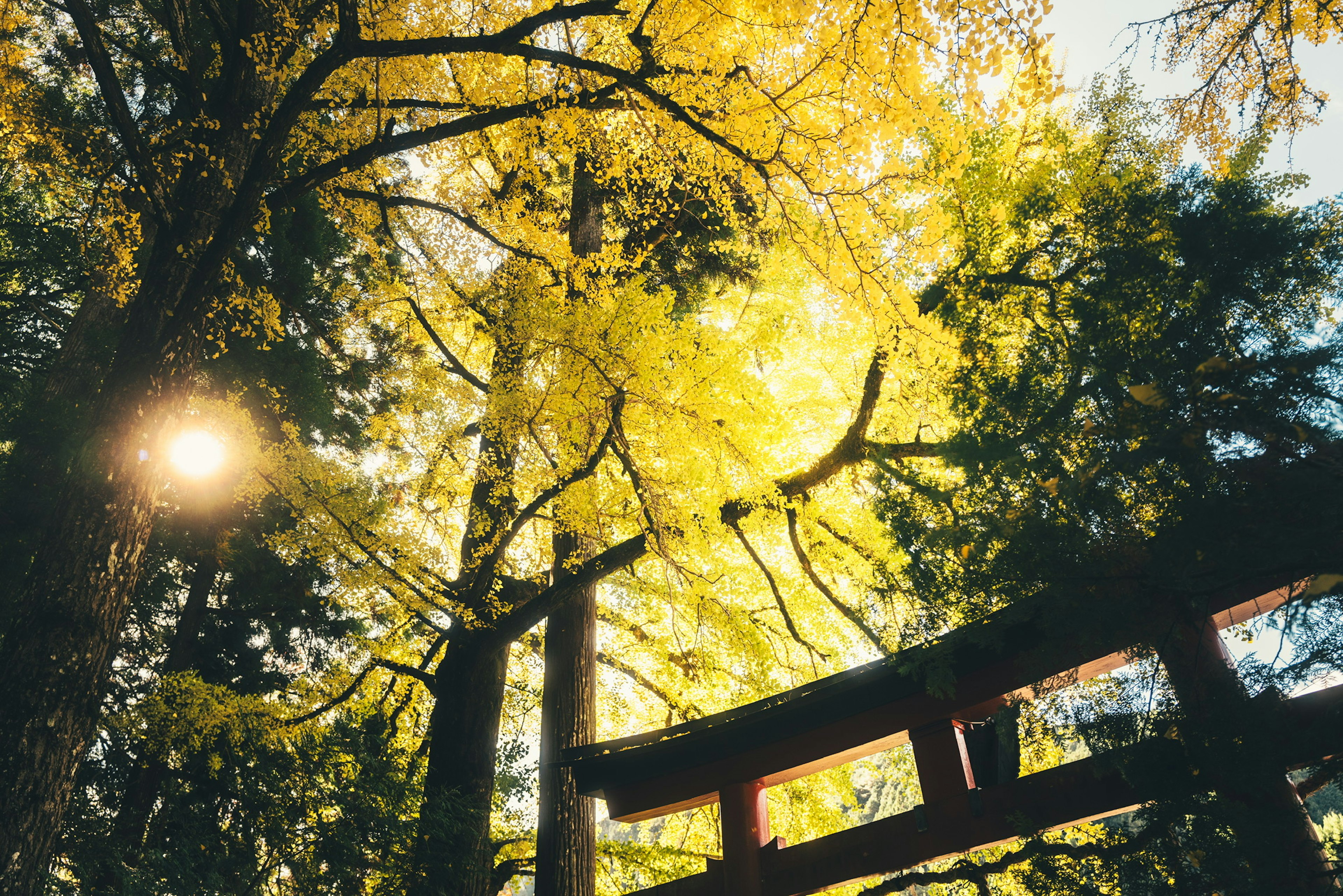 Ein Torii, umgeben von lebhaften gelben Blättern und Sonnenlicht, das durch die Bäume filtert