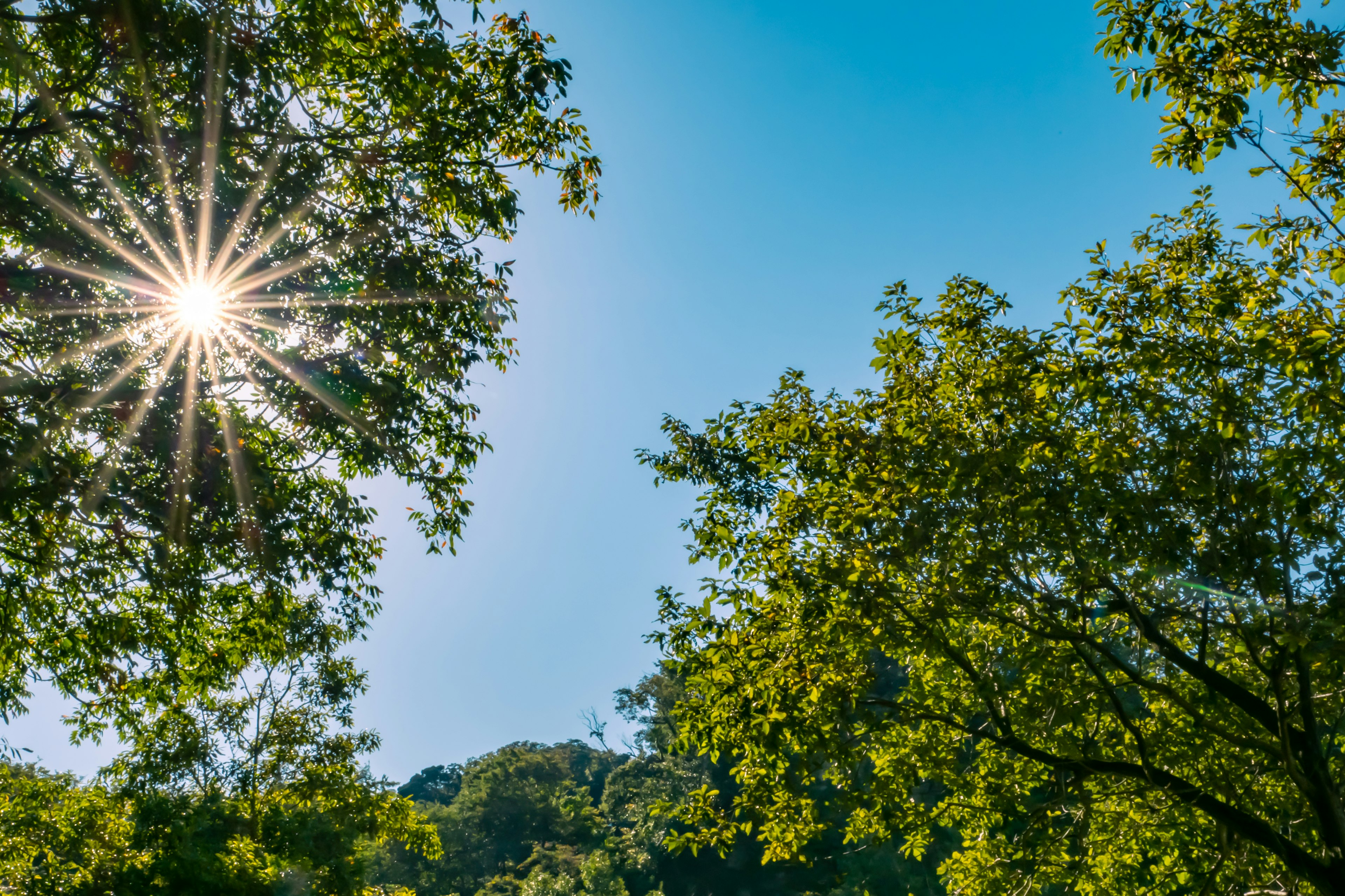 Sonnenlicht, das durch Bäume unter einem klaren blauen Himmel strömt