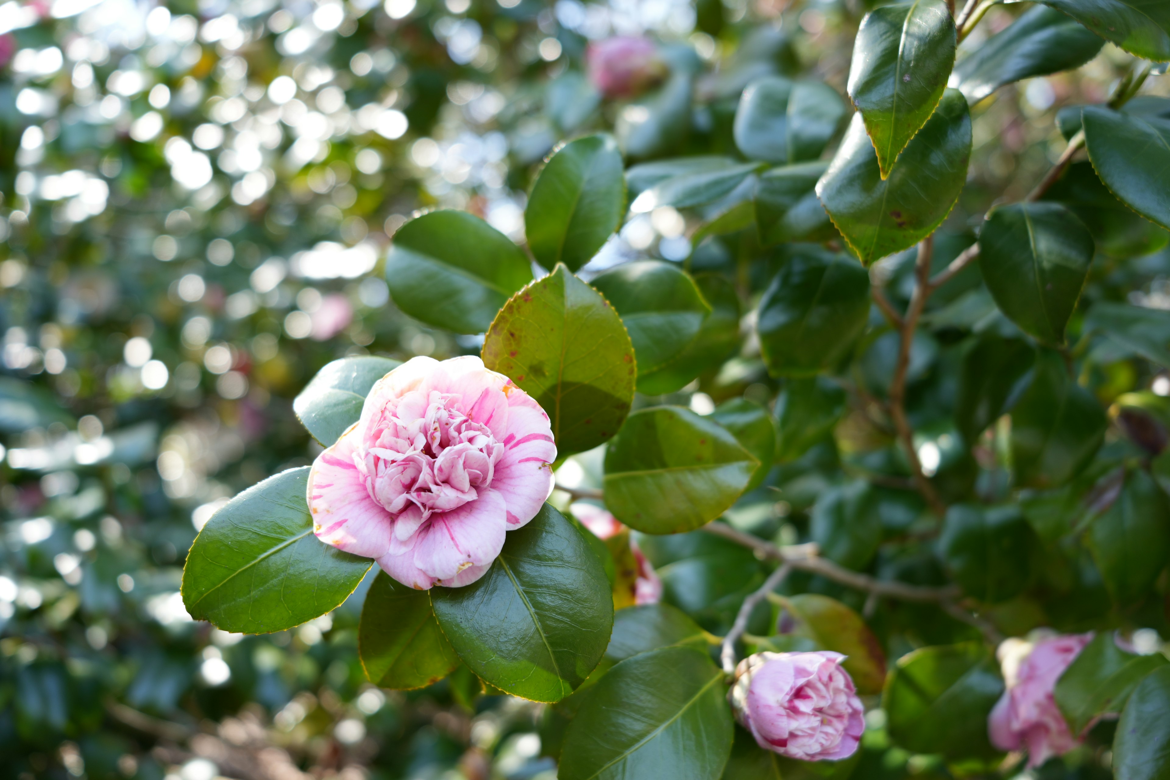 Kamelienpflanze mit rosa Blüten und grünen Blättern