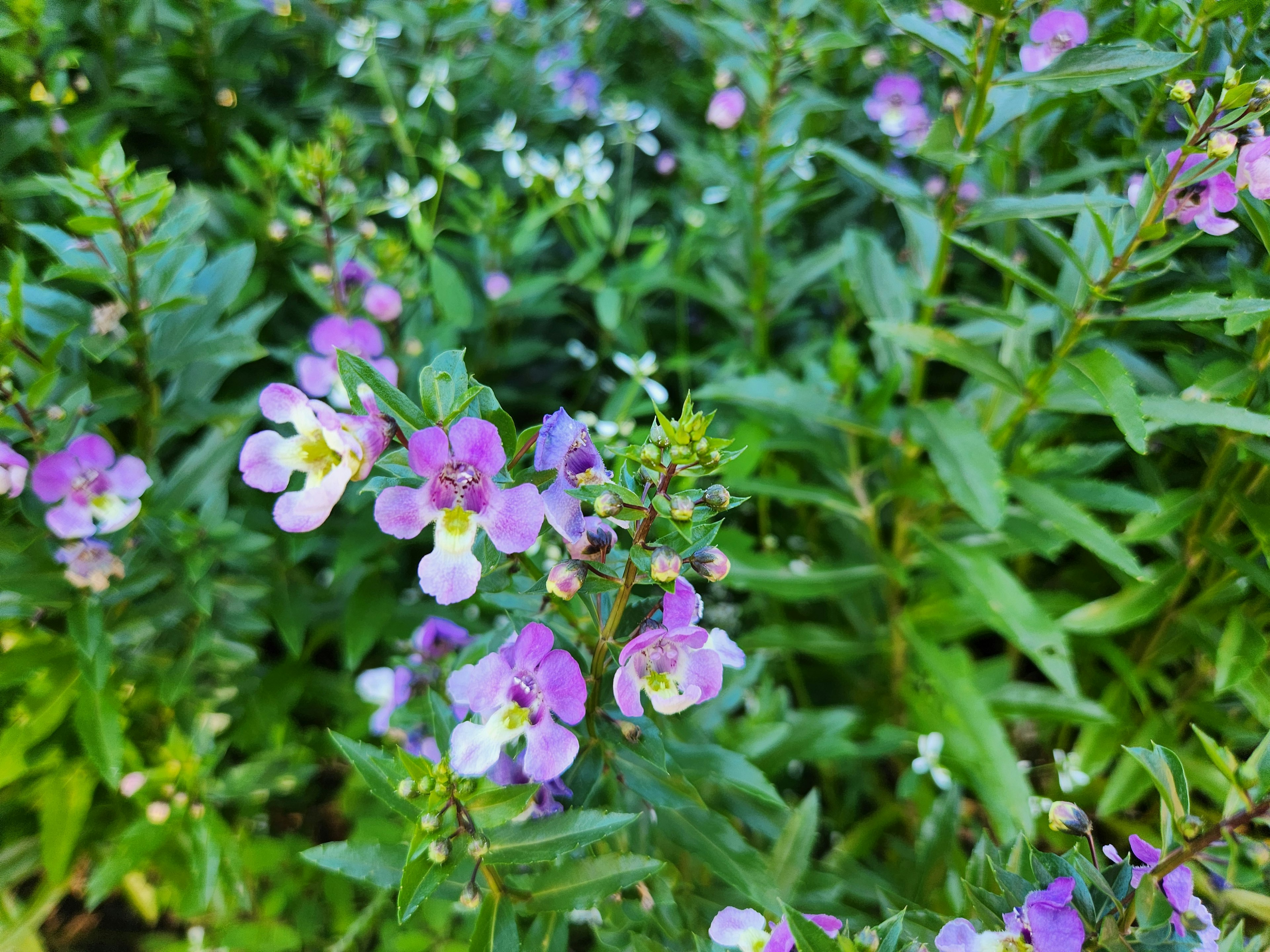 Lila Blumen blühen zwischen grünem Laub