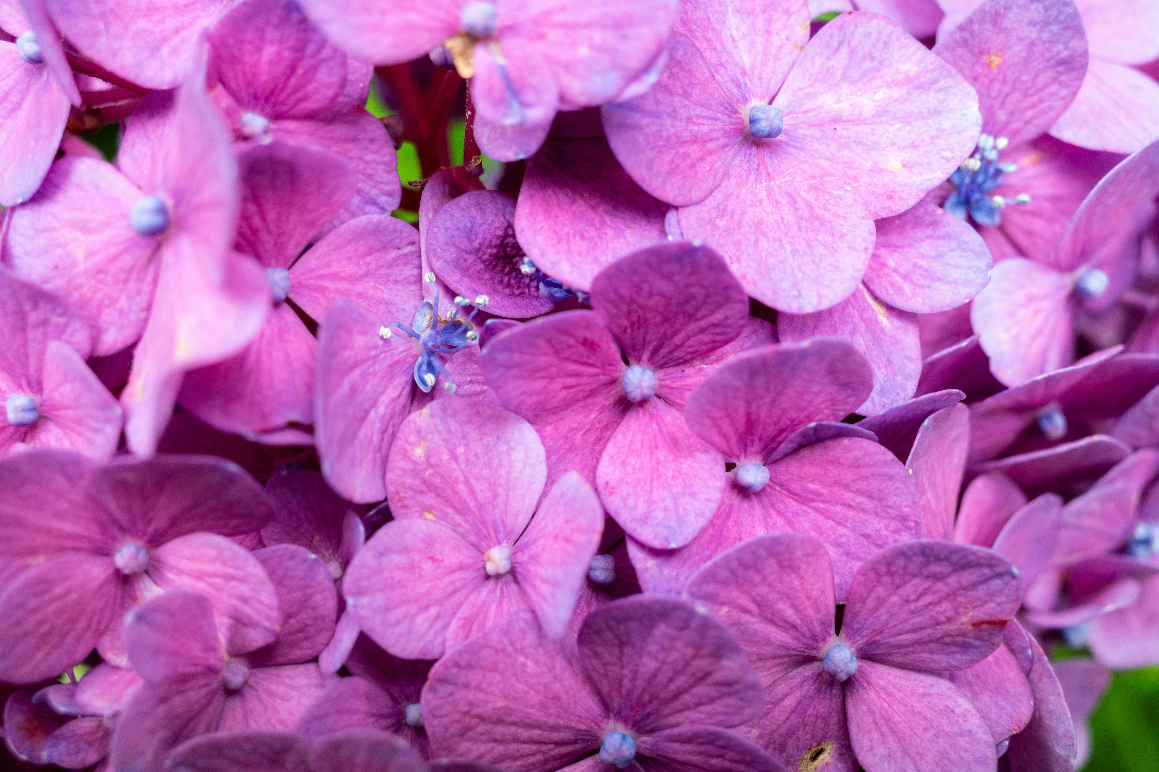 鮮やかな紫色のアジサイの花が密集している様子