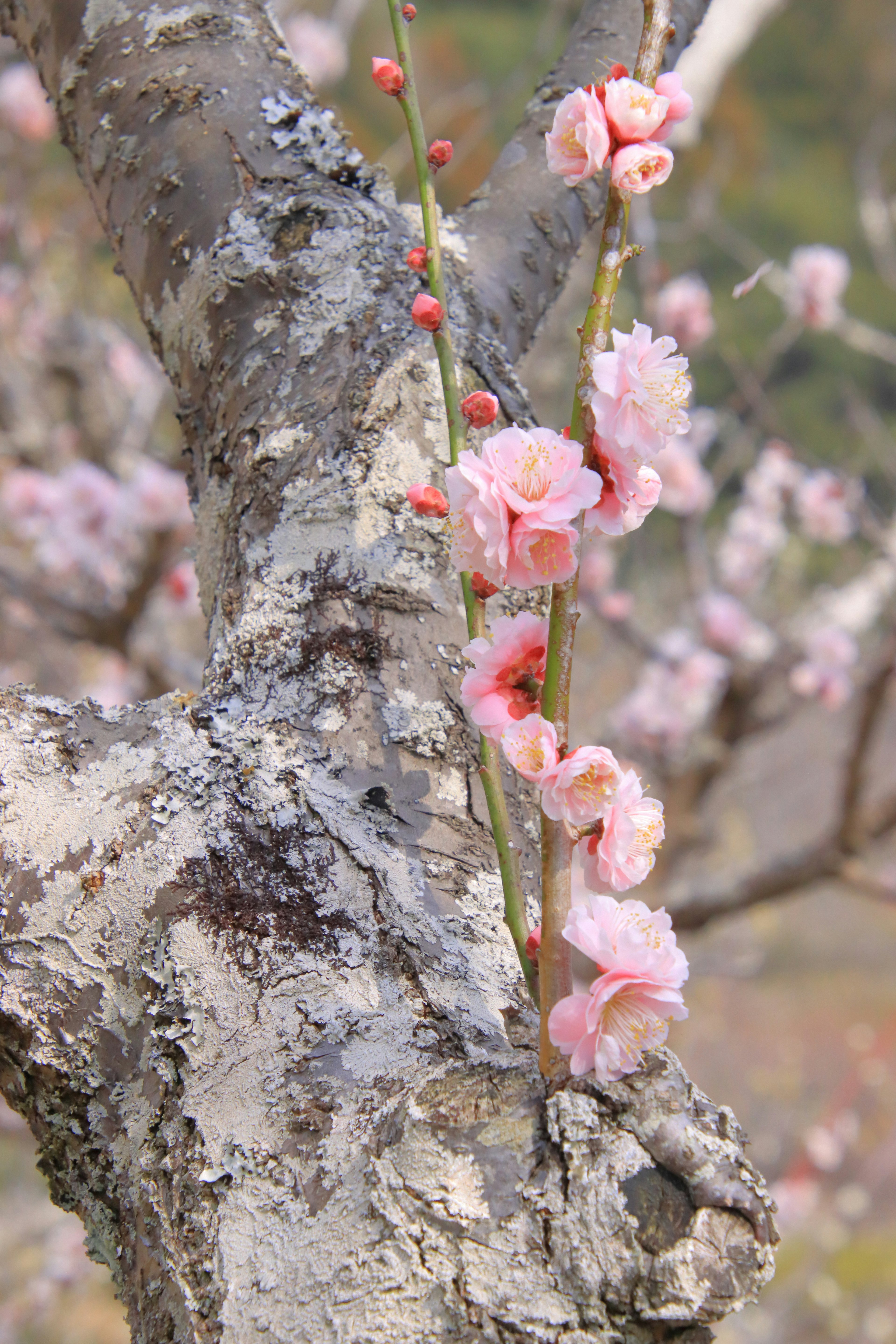 淡いピンクの花が咲く木の幹の近くの枝