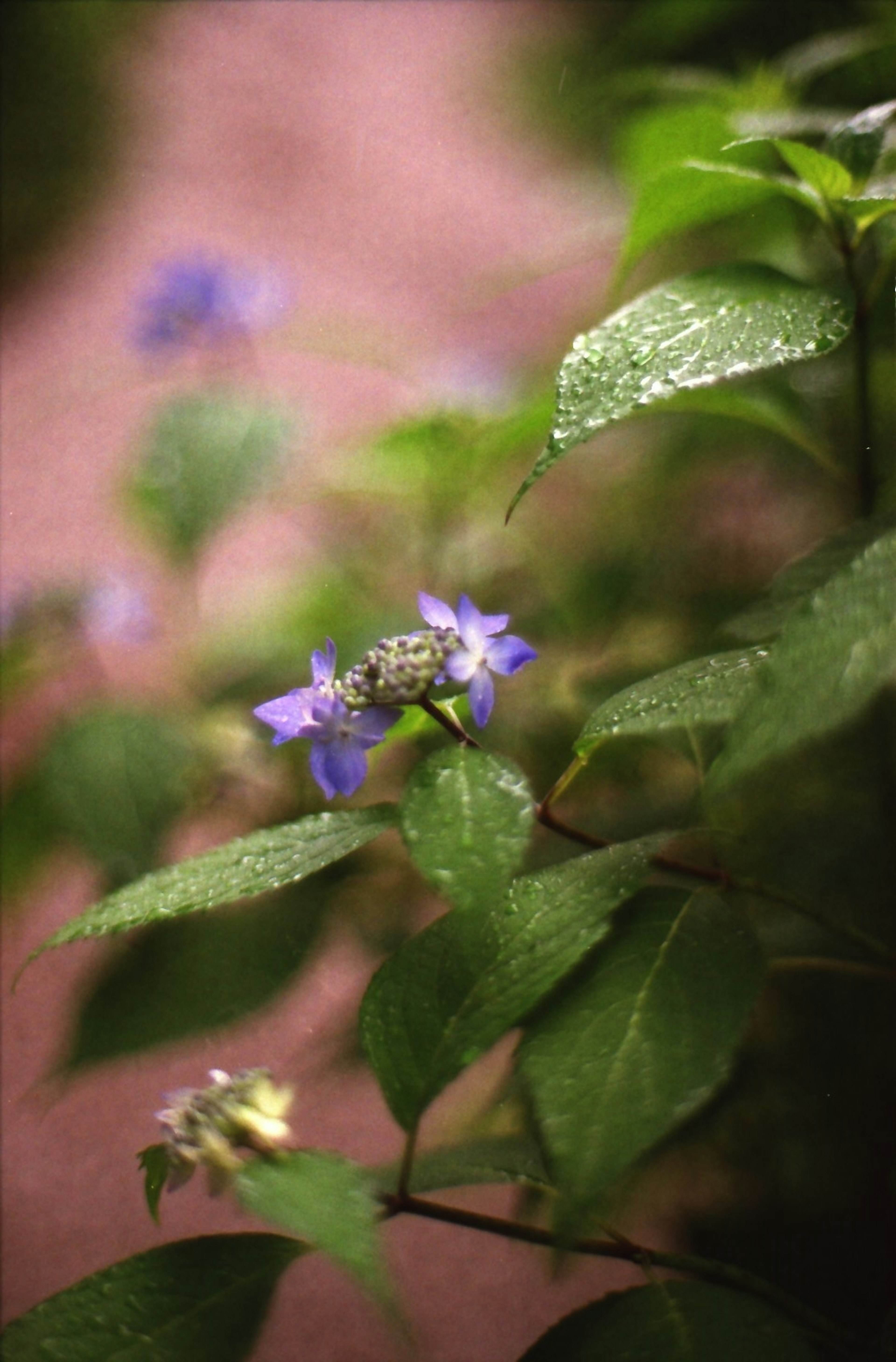 Una rana pequeña sobre flores moradas rodeadas de hojas verdes en un entorno natural