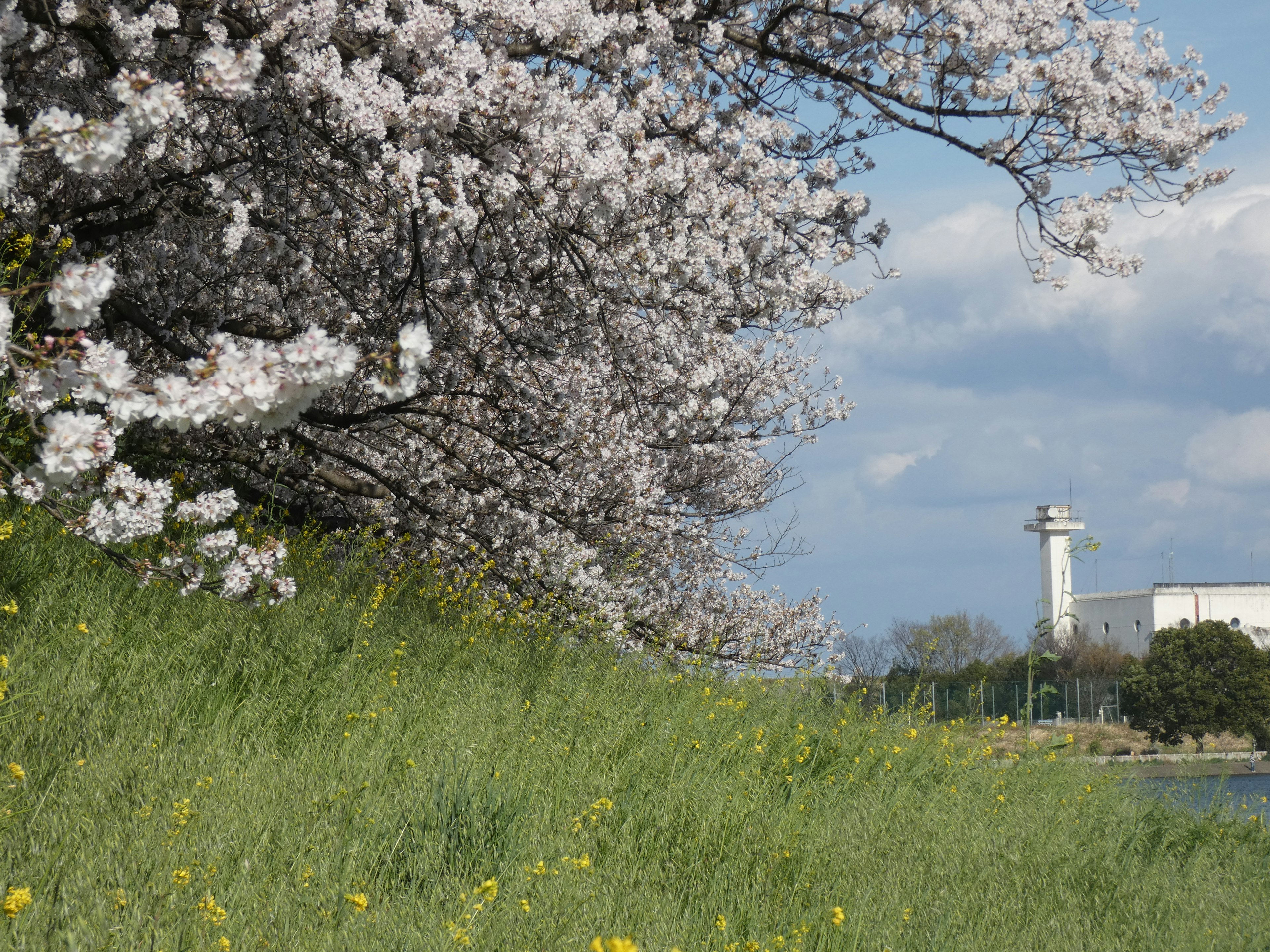 Cherry blossom tree with a blue sky and green grass landscape