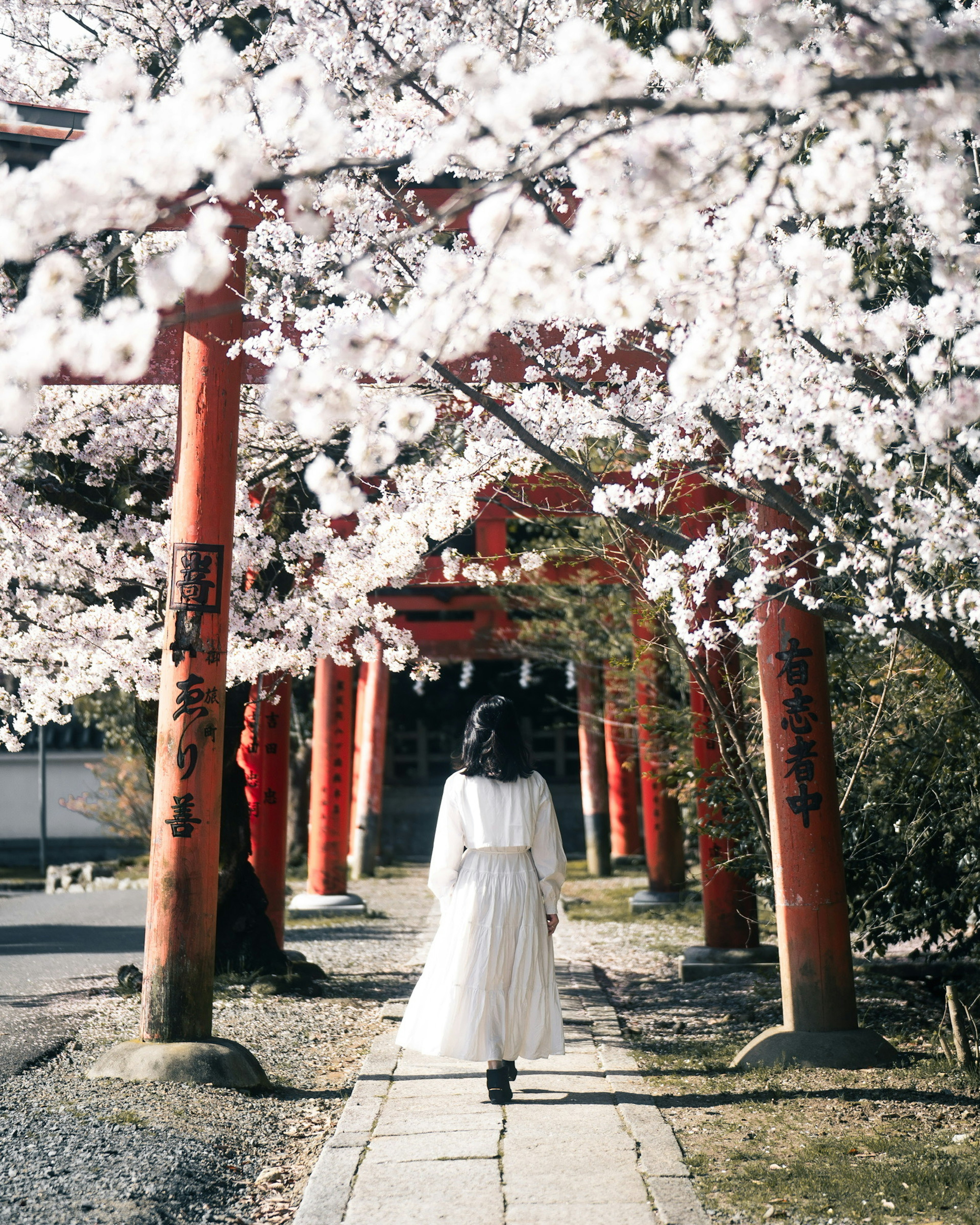 Una donna in abito bianco che cammina sotto alberi di ciliegio in fiore e porte torii rosse