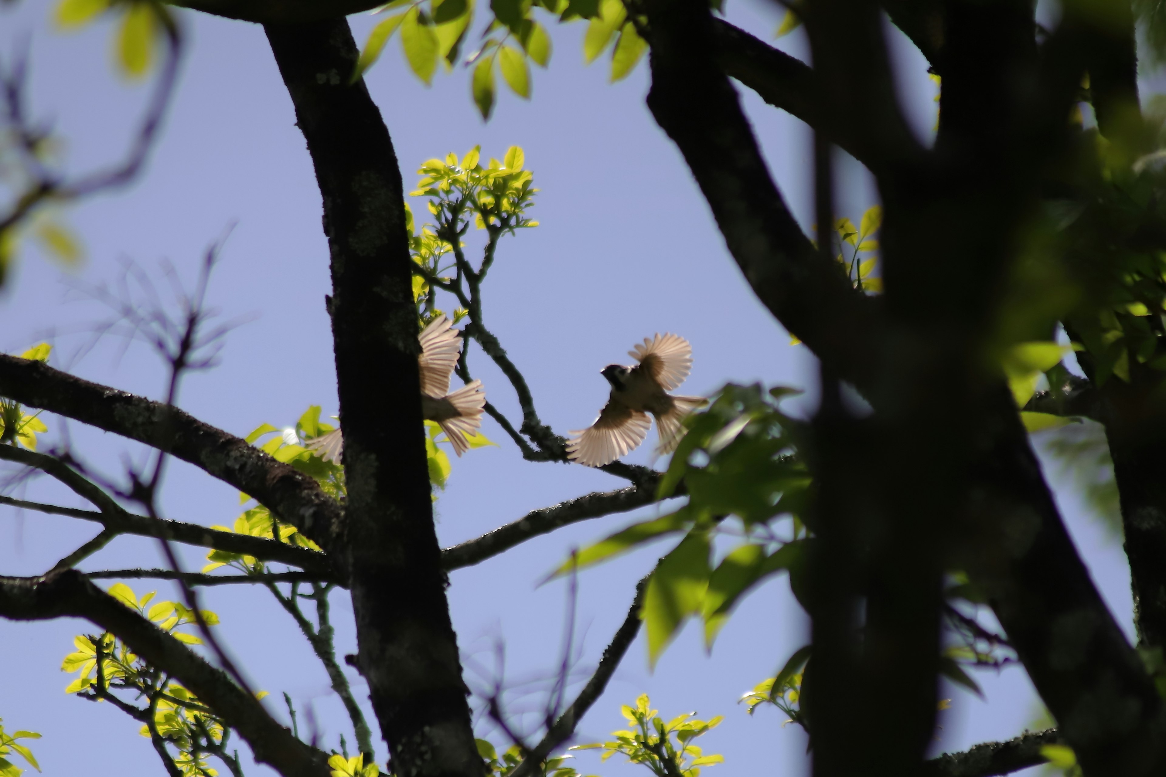 Un uccello piccolo appollaiato su un ramo con foglie verdi fresche contro un cielo blu