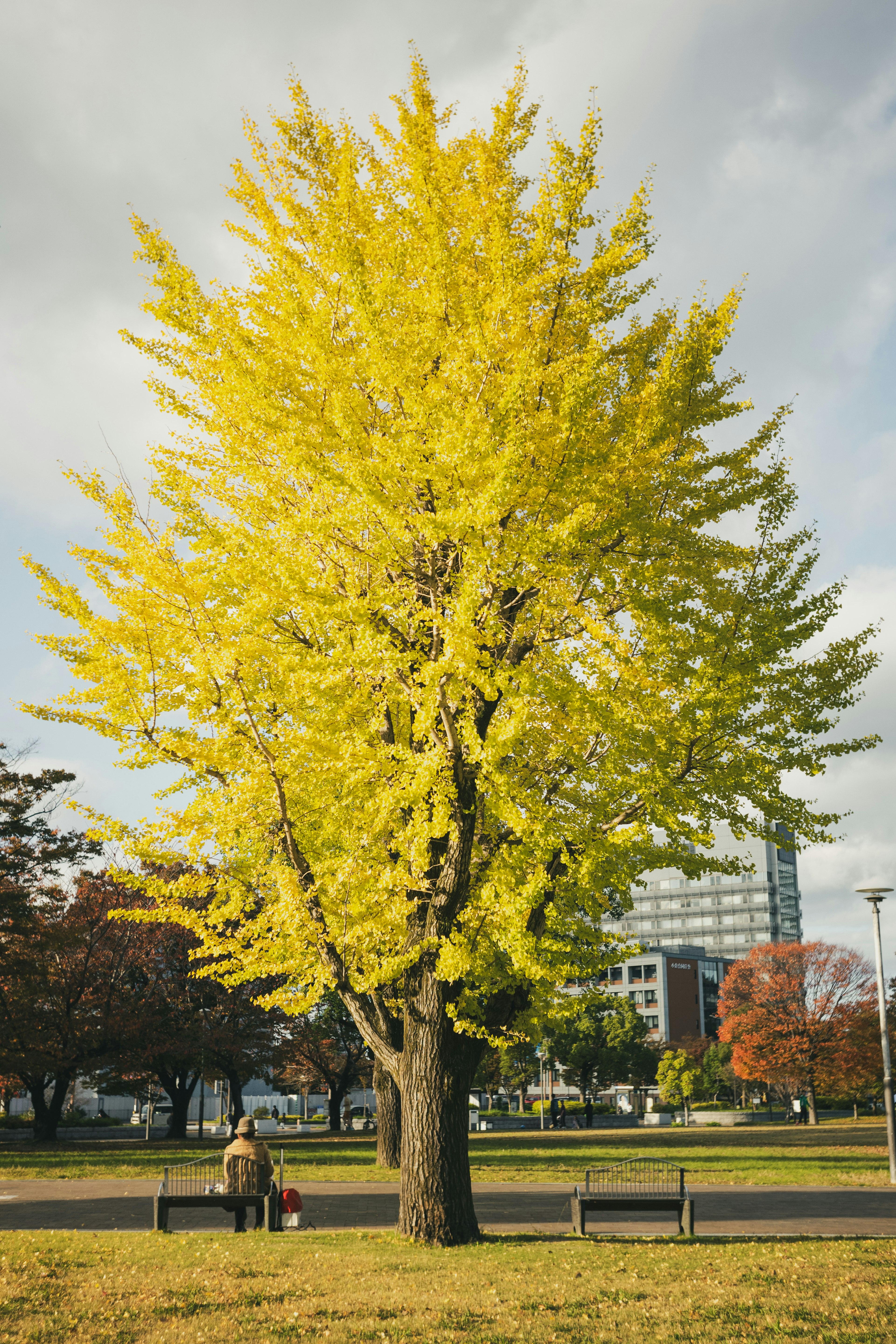 Un bel arbre de ginkgo jaune se tenant dans un parc avec un arrière-plan serein