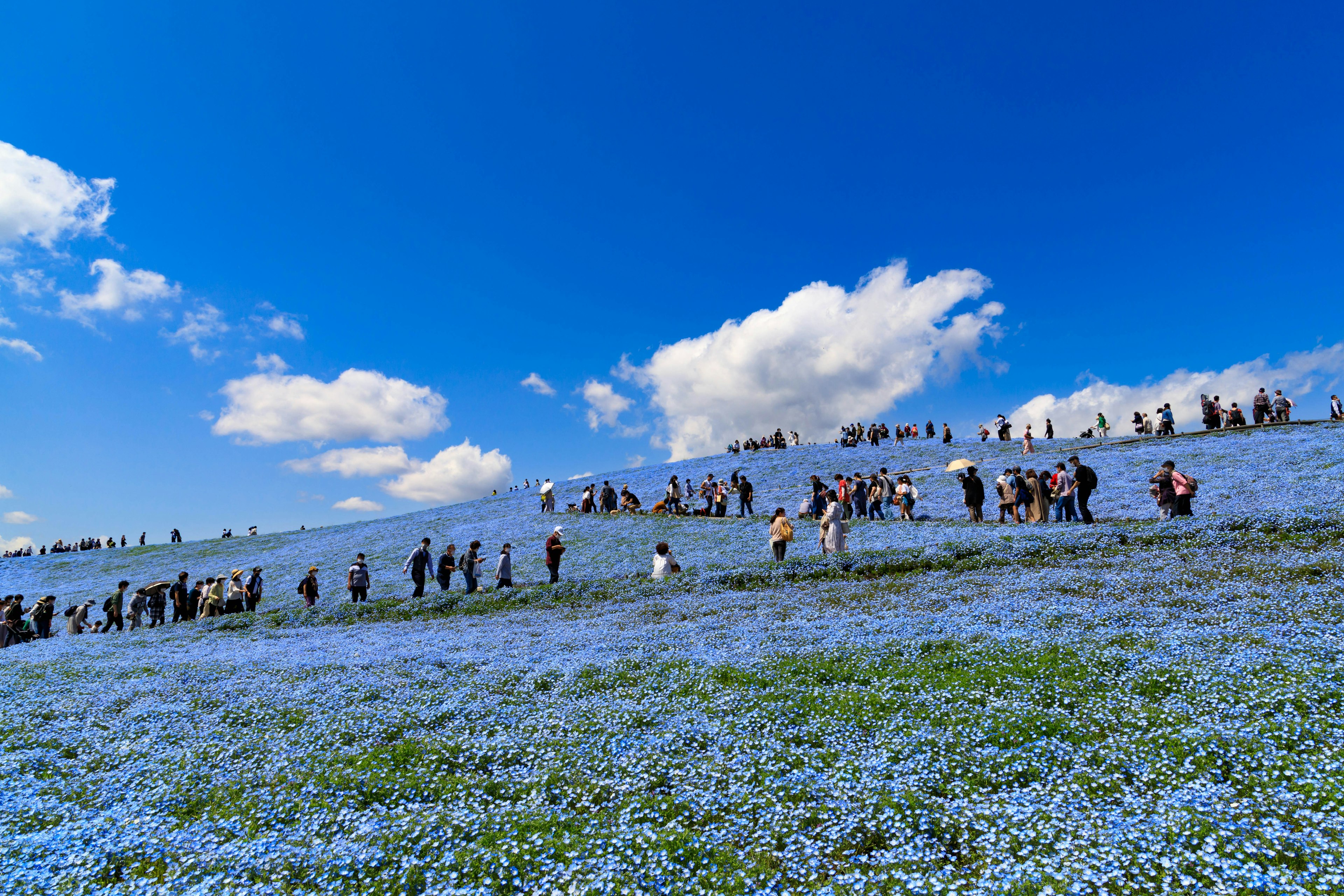 Orang-orang berjalan di atas bukit yang dipenuhi bunga biru di bawah langit biru yang cerah