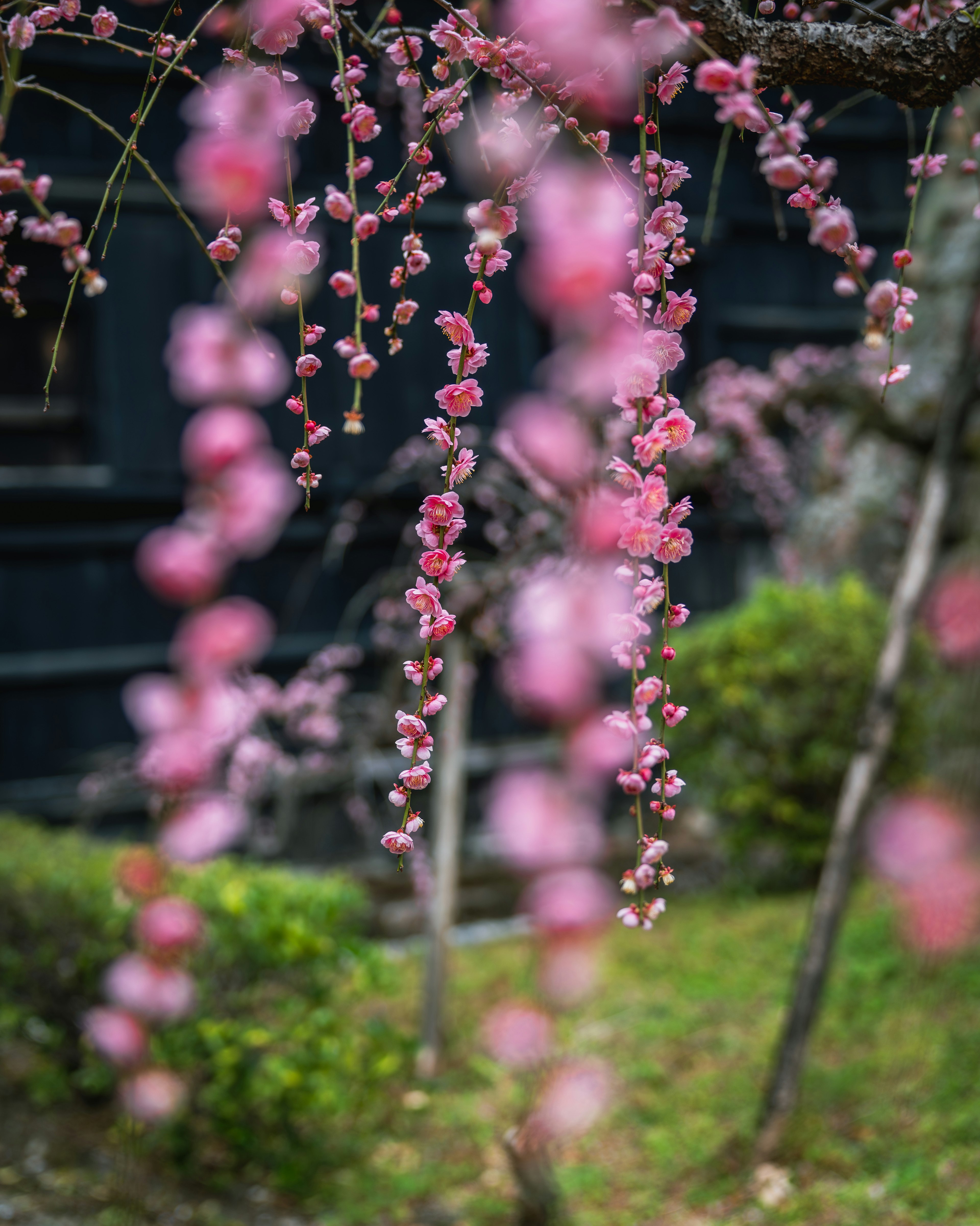 淡いピンクの花が垂れ下がる枝と緑の背景