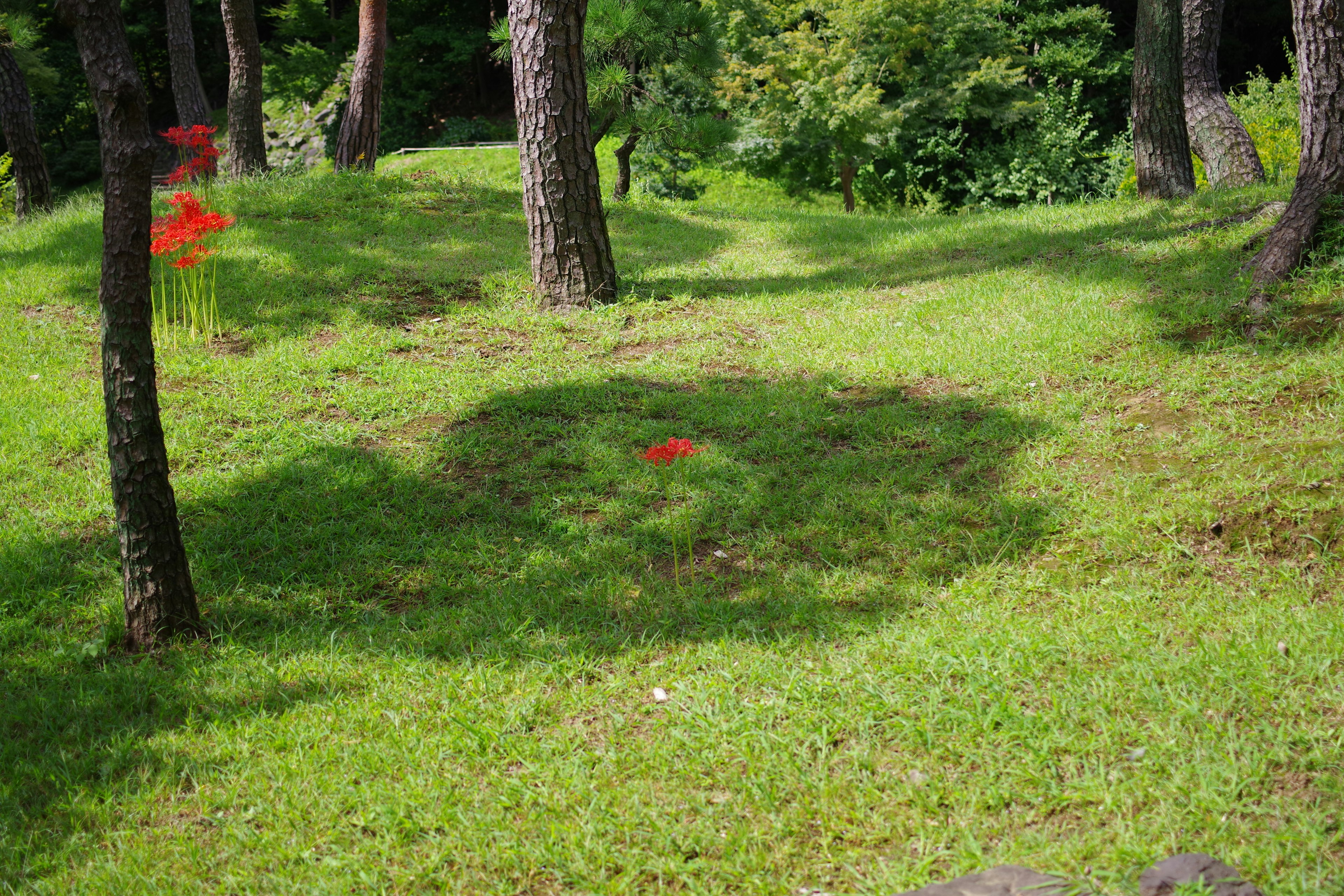 Un paysage avec de l'herbe verte et des arbres avec des marqueurs rouges