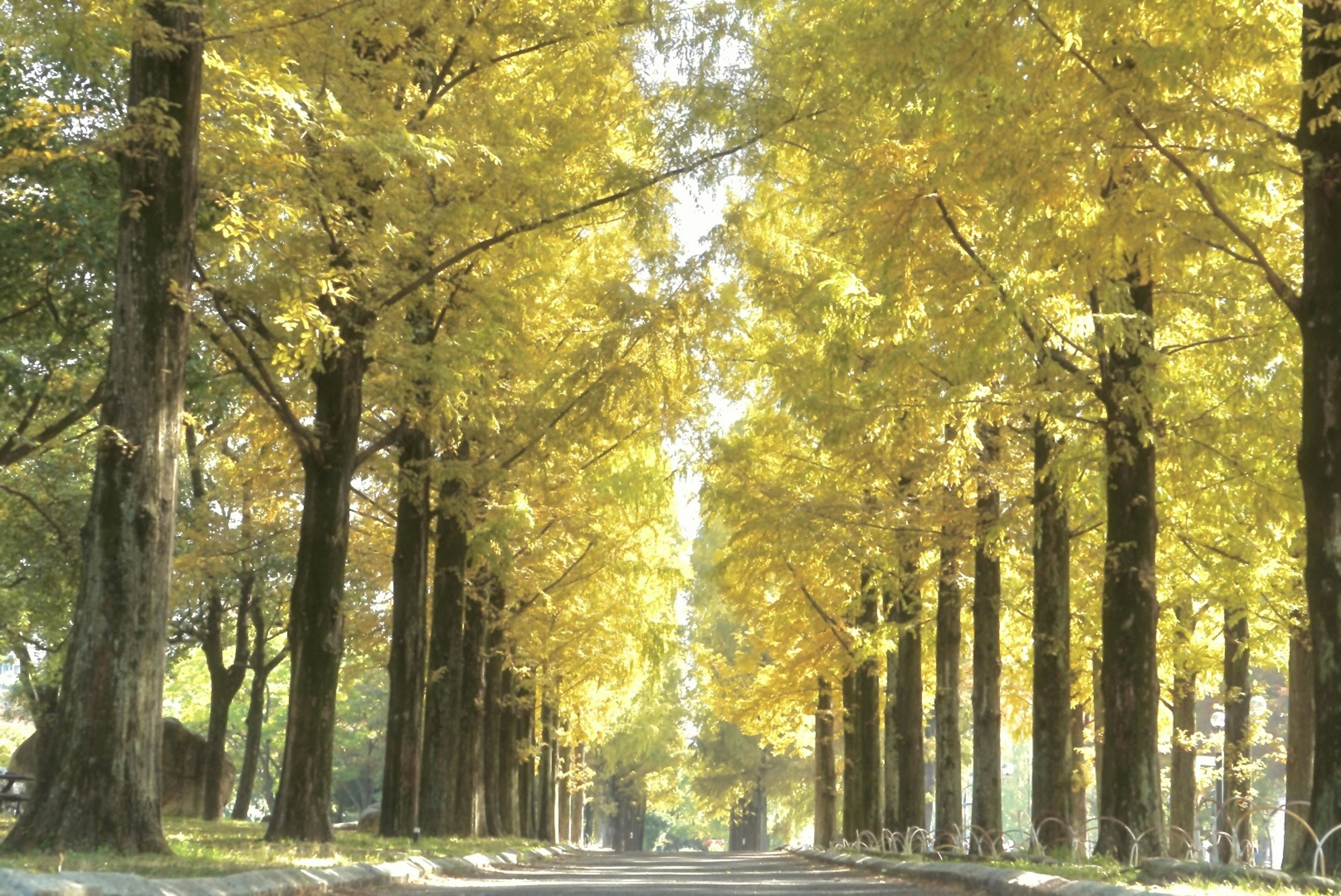 Un chemin bordé de magnifiques arbres jaunes