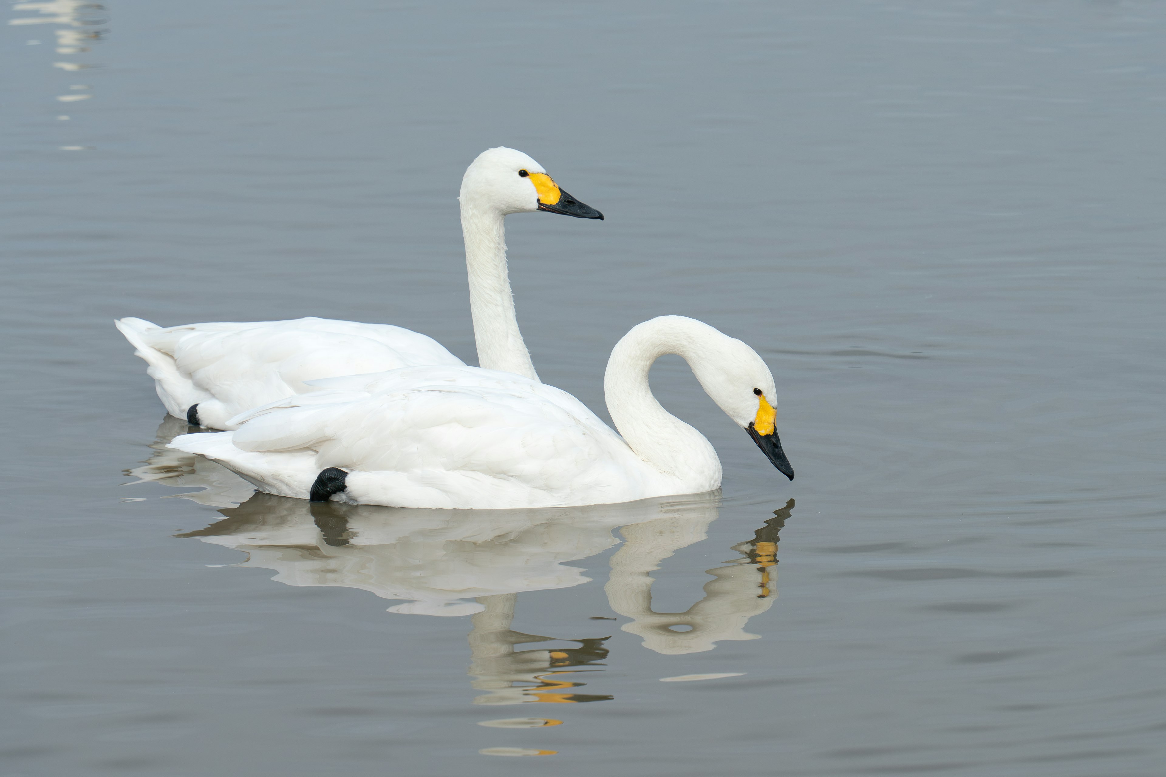 二羽の白鳥が静かな水面を泳いでいる様子