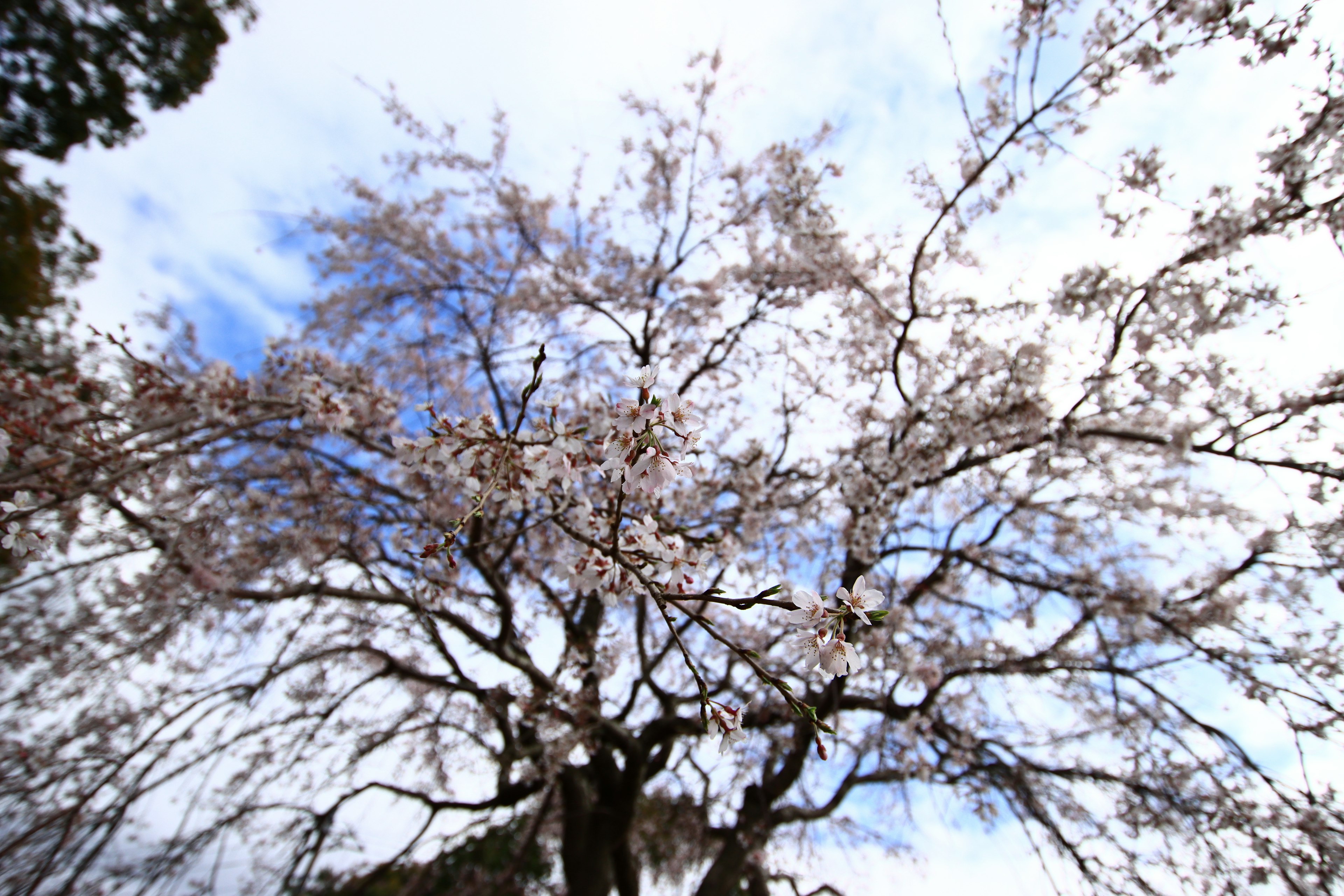 青空の下に咲く桜の花の木の上部