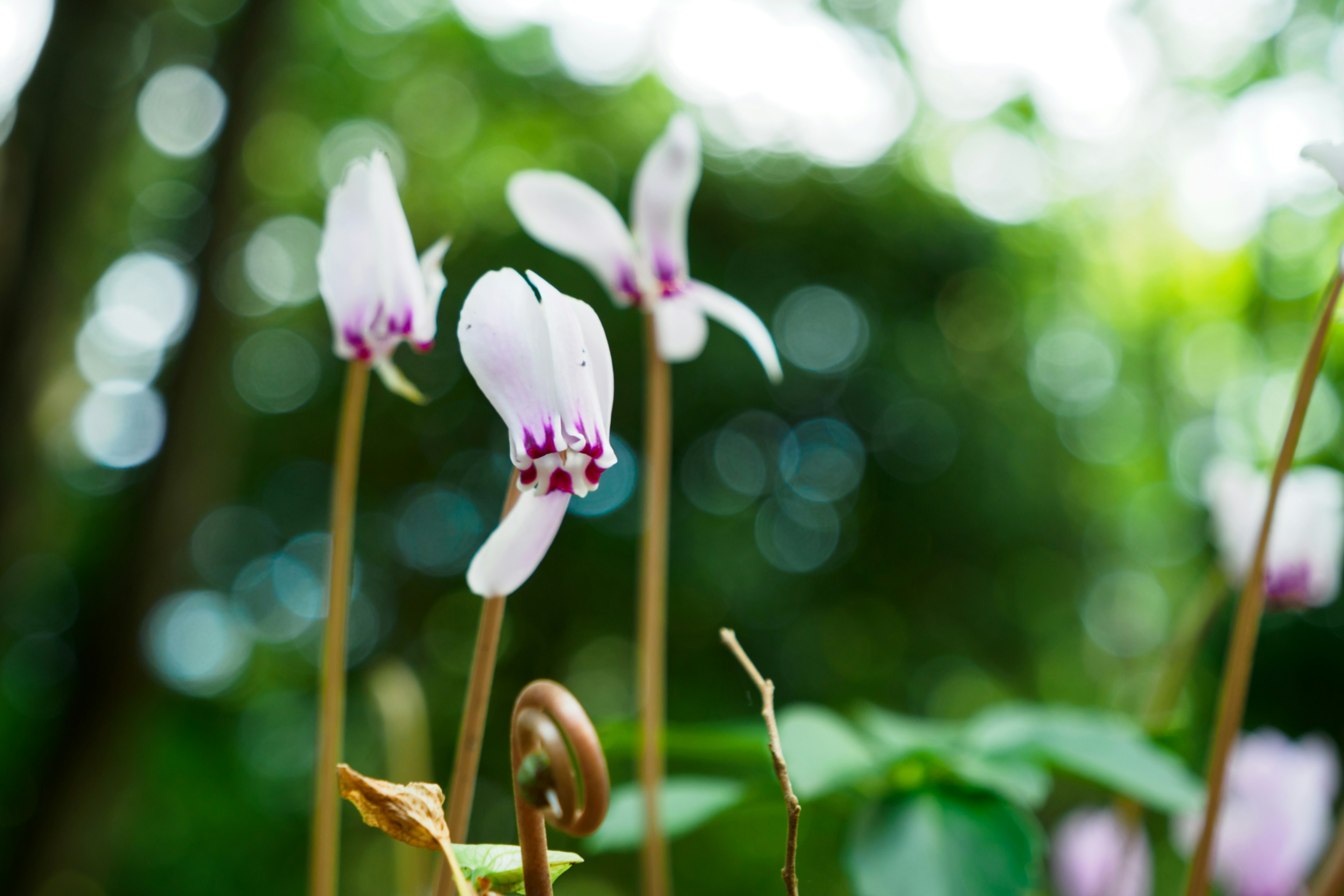 Close-up of white flowers with purple markings against a blurred green background