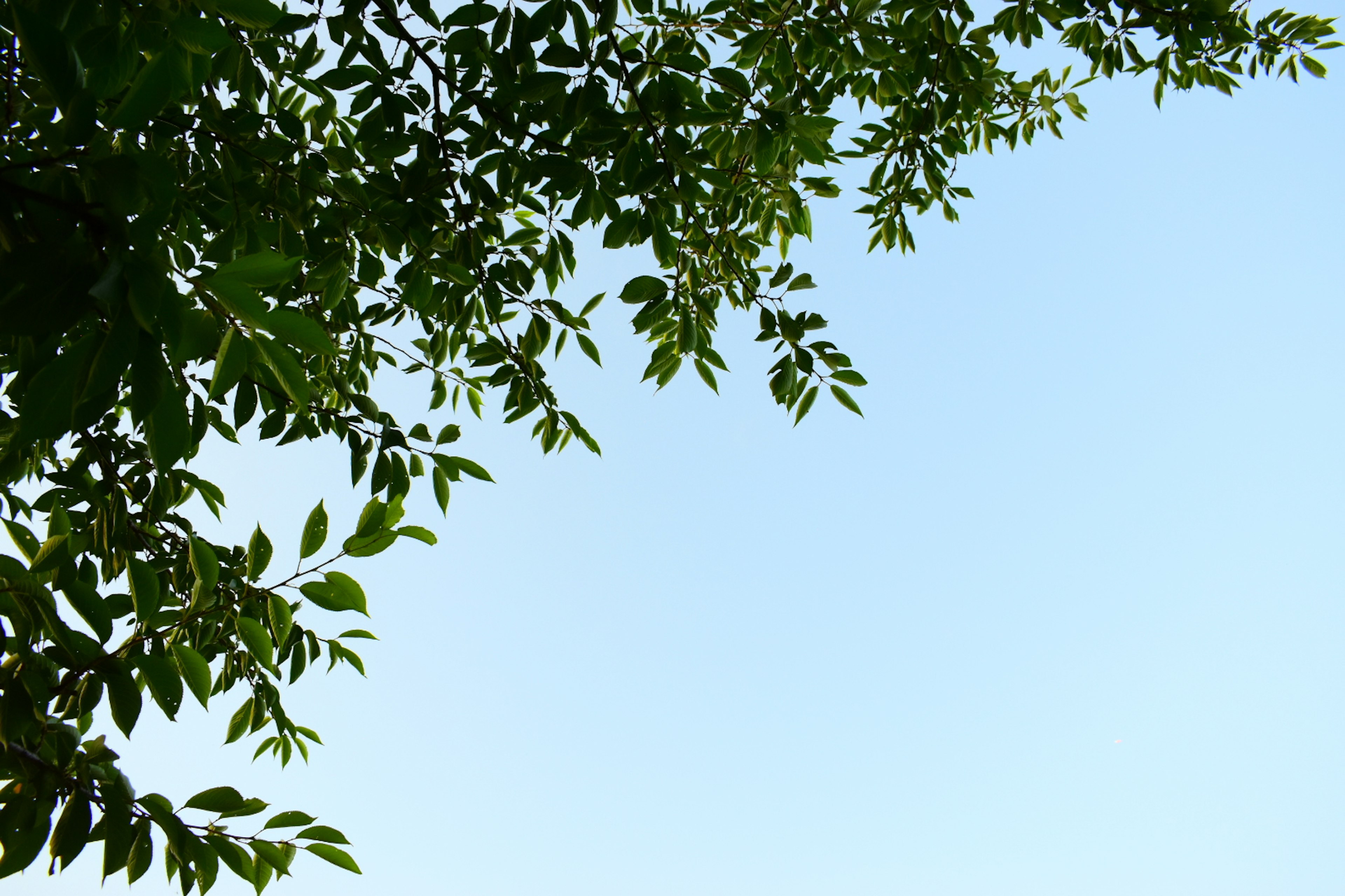 Image featuring silhouettes of leaves against a clear blue sky