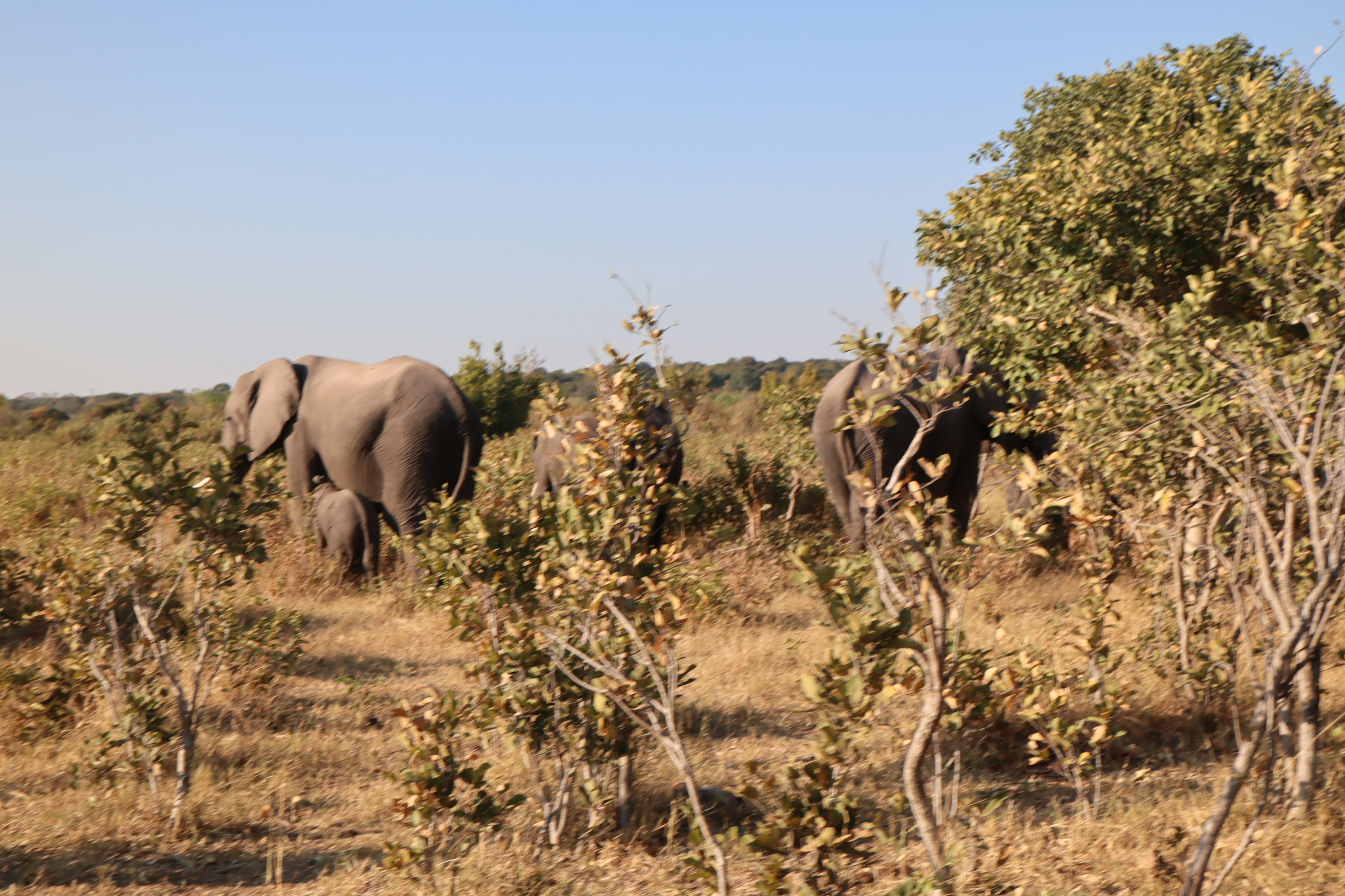 Two elephants in a savannah with surrounding shrubs