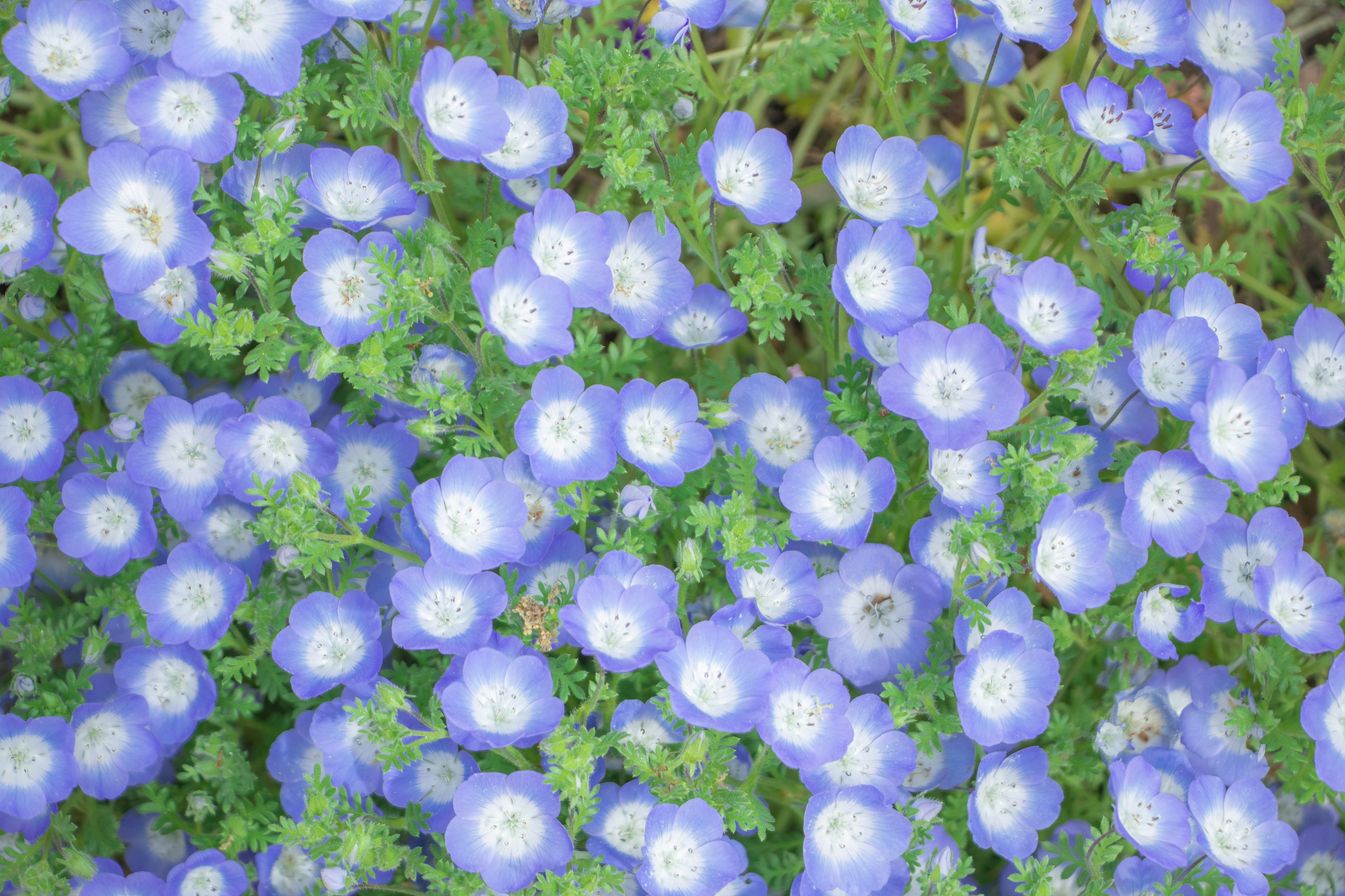 Ein lebendiges Feld blauer Blumen mit grünem Laub