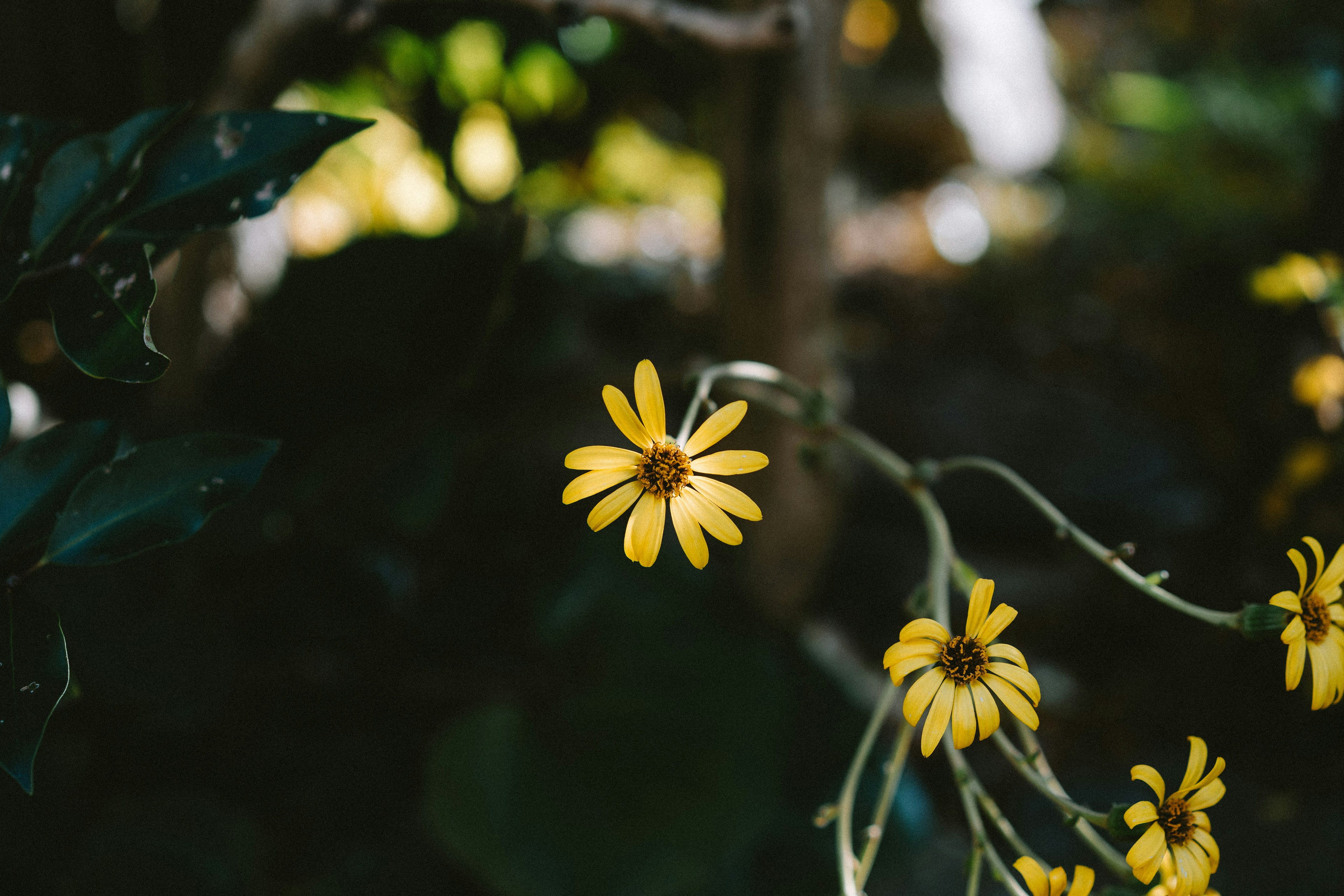 Fiori gialli vivaci che sbocciano tra le foglie verdi