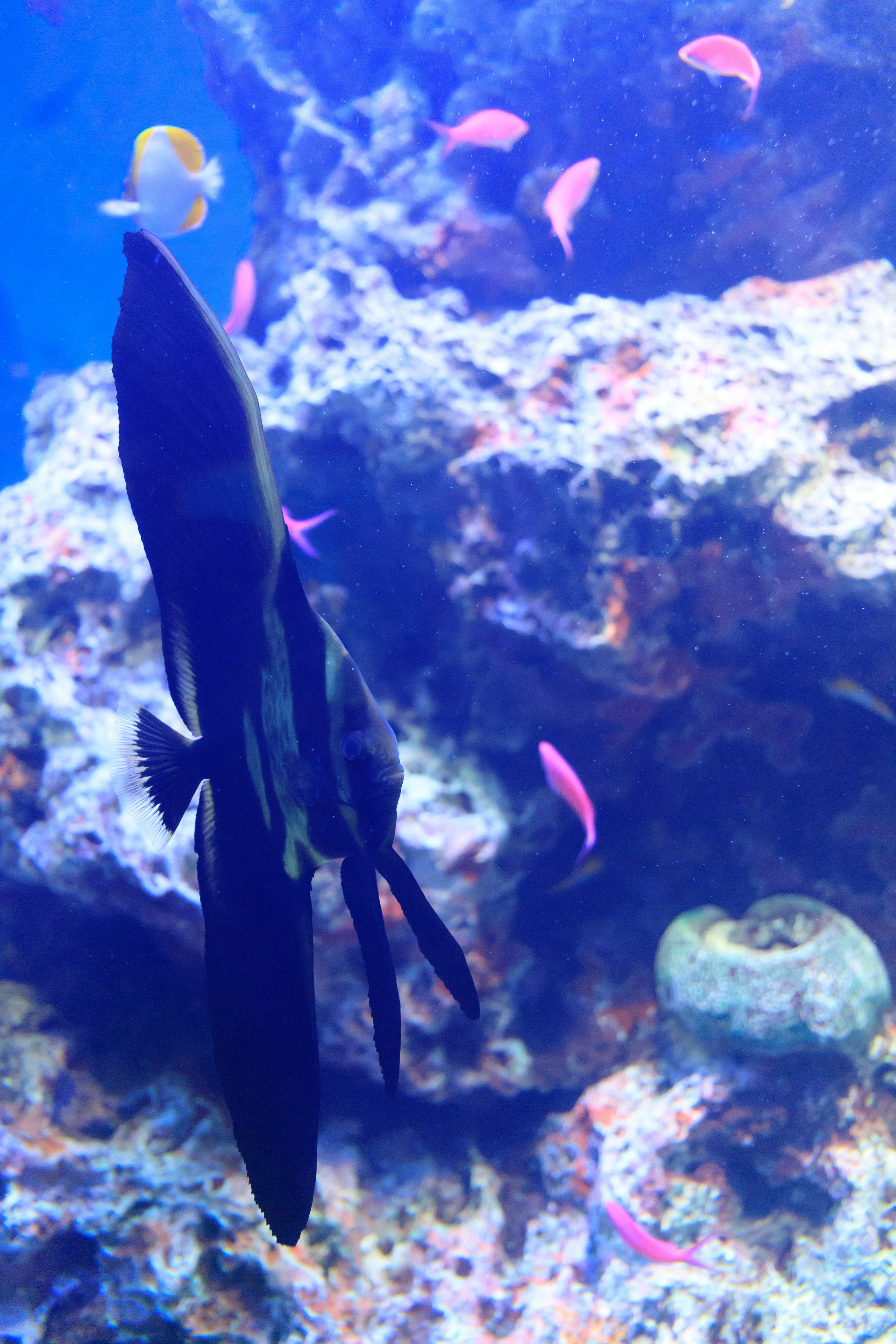 Un pez grande nadando en agua azul rodeado de pequeños peces coloridos