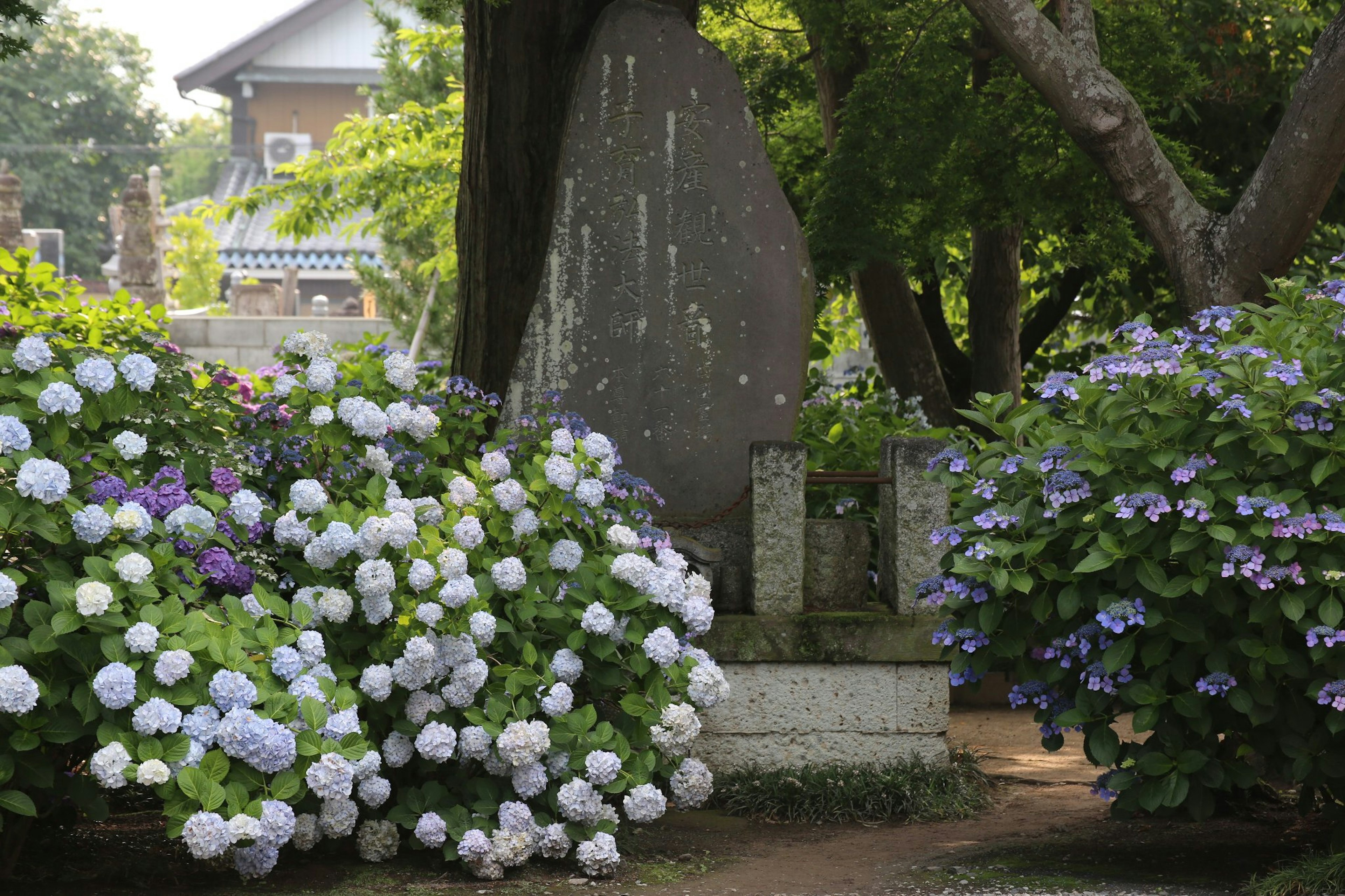 Un coin de jardin tranquille avec des hortensias en fleurs et un monument en pierre