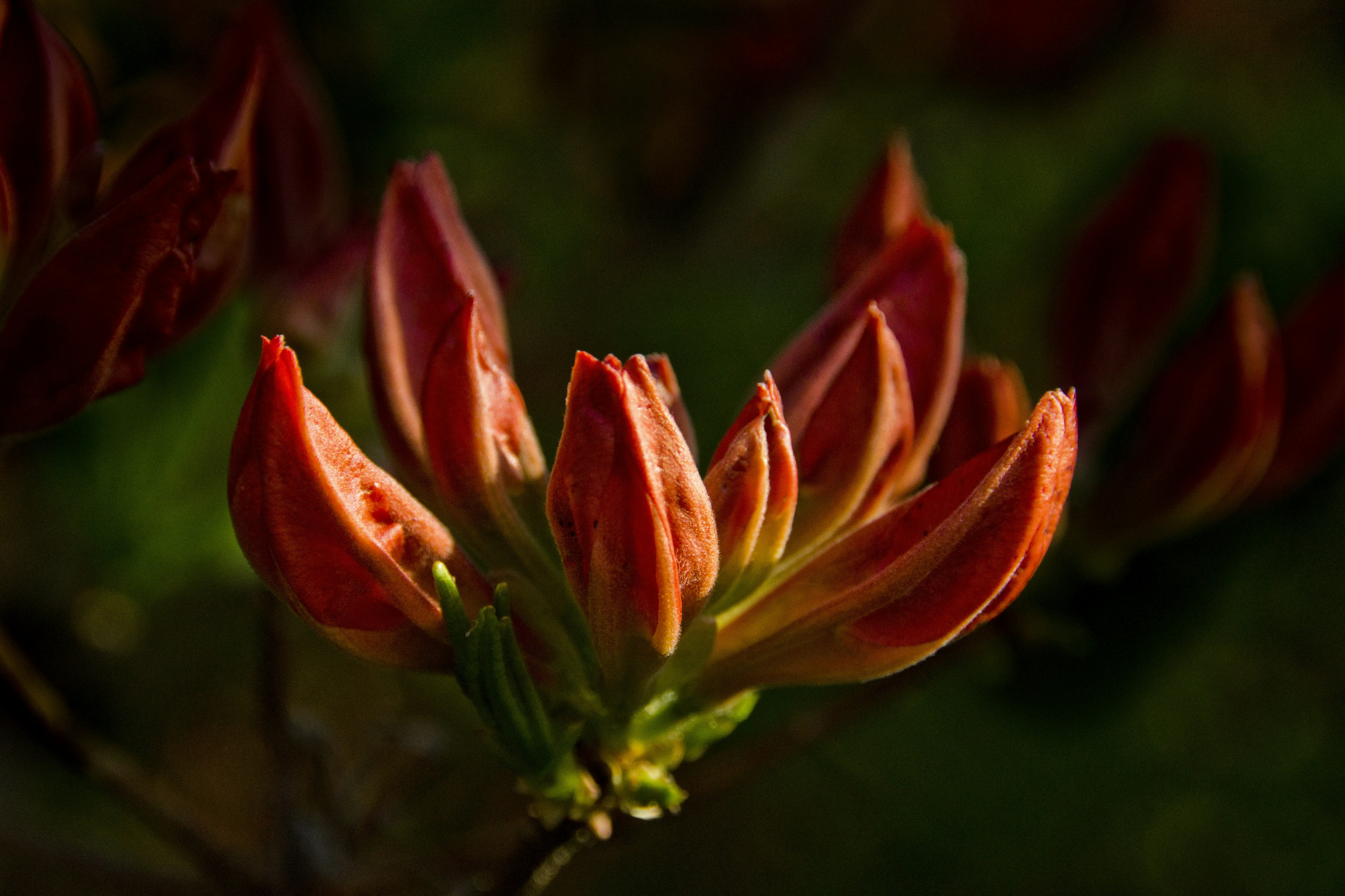 Yemas de flores rojas vibrantes contra un fondo verde