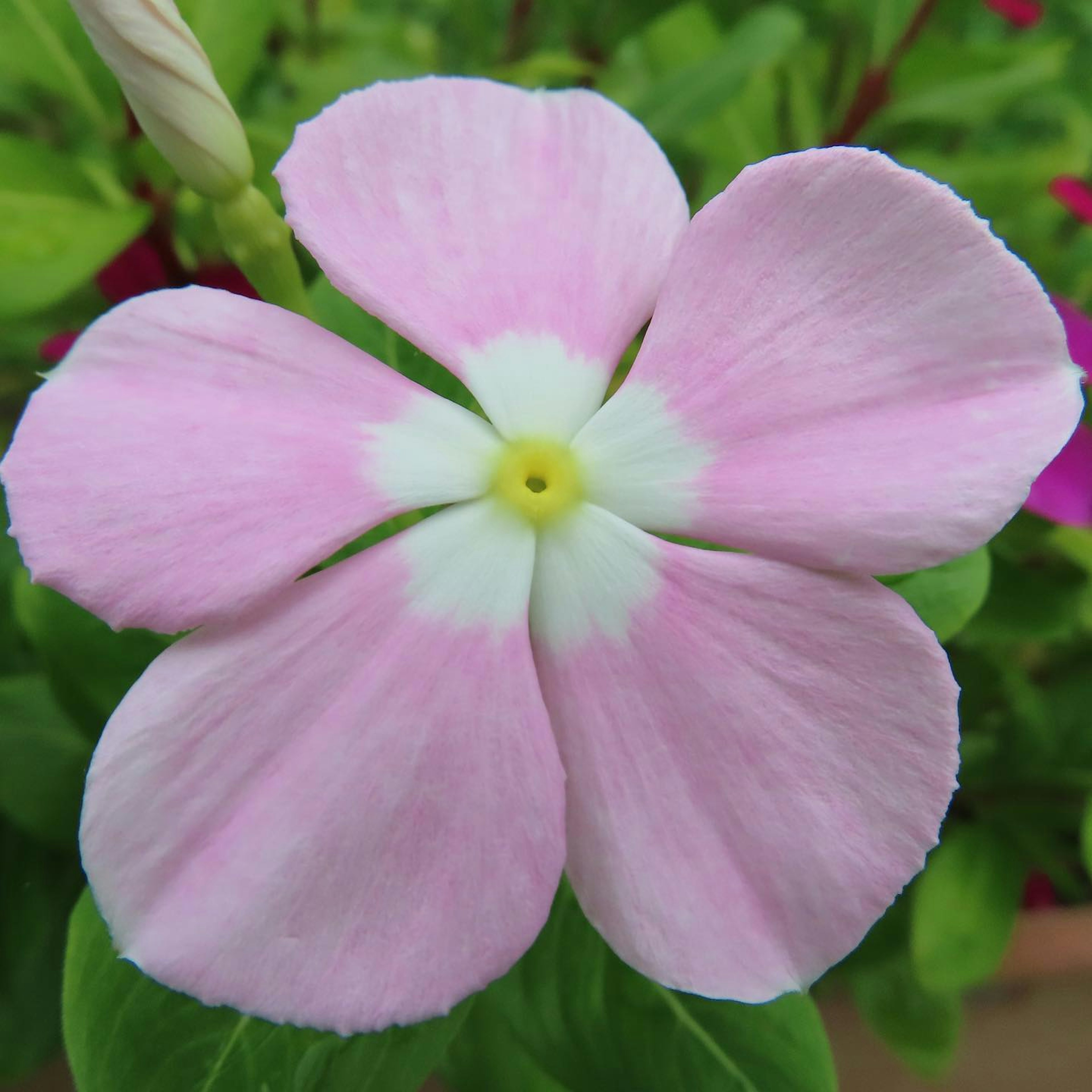 Nahaufnahme einer hellrosa Blume mit Blütenblättern und einem gelben Zentrum