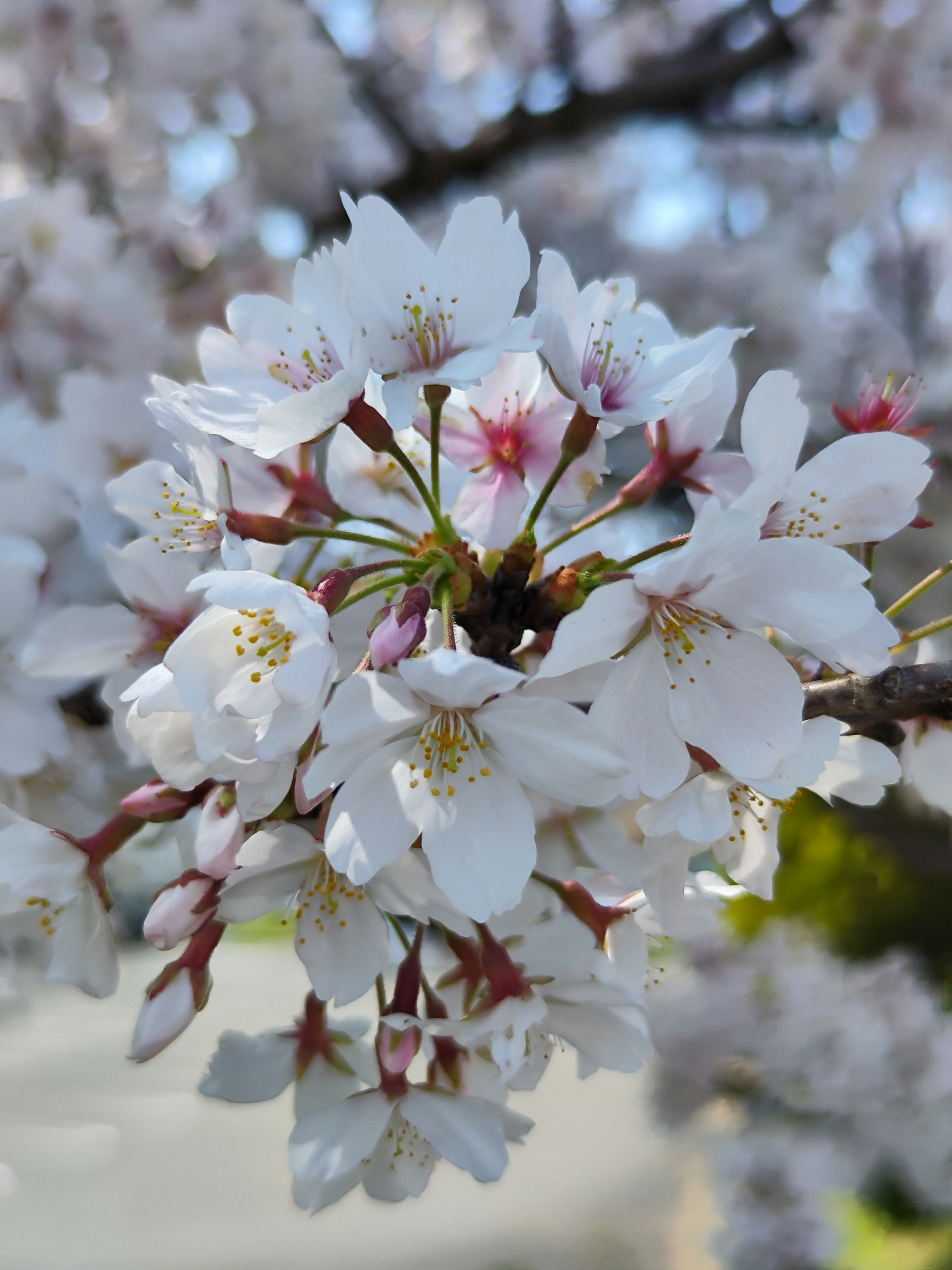 Acercamiento a hermosas flores de cerezo